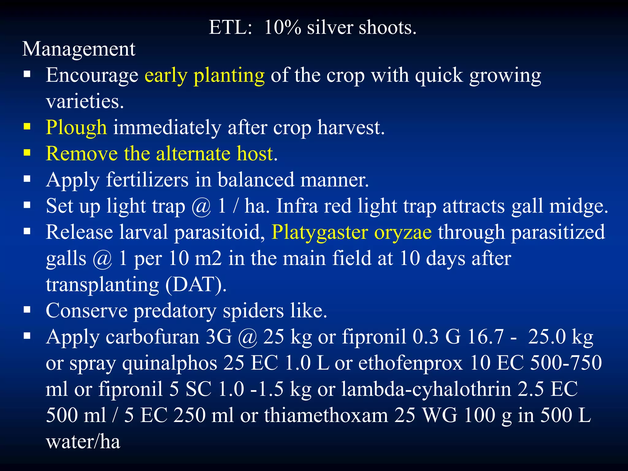 Management
 Encourage early planting of the crop with quick growing
varieties.
 Plough immediately after crop harvest.
 Remove the alternate host.
 Apply fertilizers in balanced manner.
 Set up light trap @ 1 / ha. Infra red light trap attracts gall midge.
 Release larval parasitoid, Platygaster oryzae through parasitized
galls @ 1 per 10 m2 in the main field at 10 days after
transplanting (DAT).
 Conserve predatory spiders like.
 Apply carbofuran 3G @ 25 kg or fipronil 0.3 G 16.7 - 25.0 kg
or spray quinalphos 25 EC 1.0 L or ethofenprox 10 EC 500-750
ml or fipronil 5 SC 1.0 -1.5 kg or lambda-cyhalothrin 2.5 EC
500 ml / 5 EC 250 ml or thiamethoxam 25 WG 100 g in 500 L
water/ha
ETL: 10% silver shoots.
 