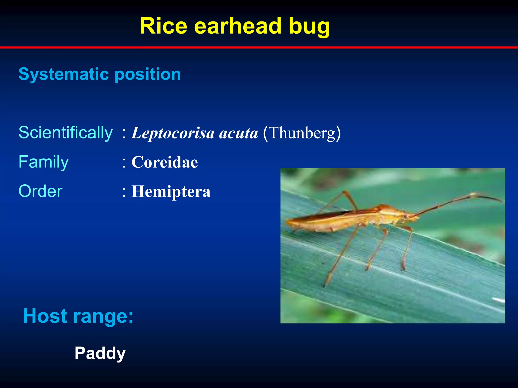 Rice earhead bug
Systematic position
Scientifically : Leptocorisa acuta (Thunberg)
Family : Coreidae
Order : Hemiptera
Host range:
Paddy
 