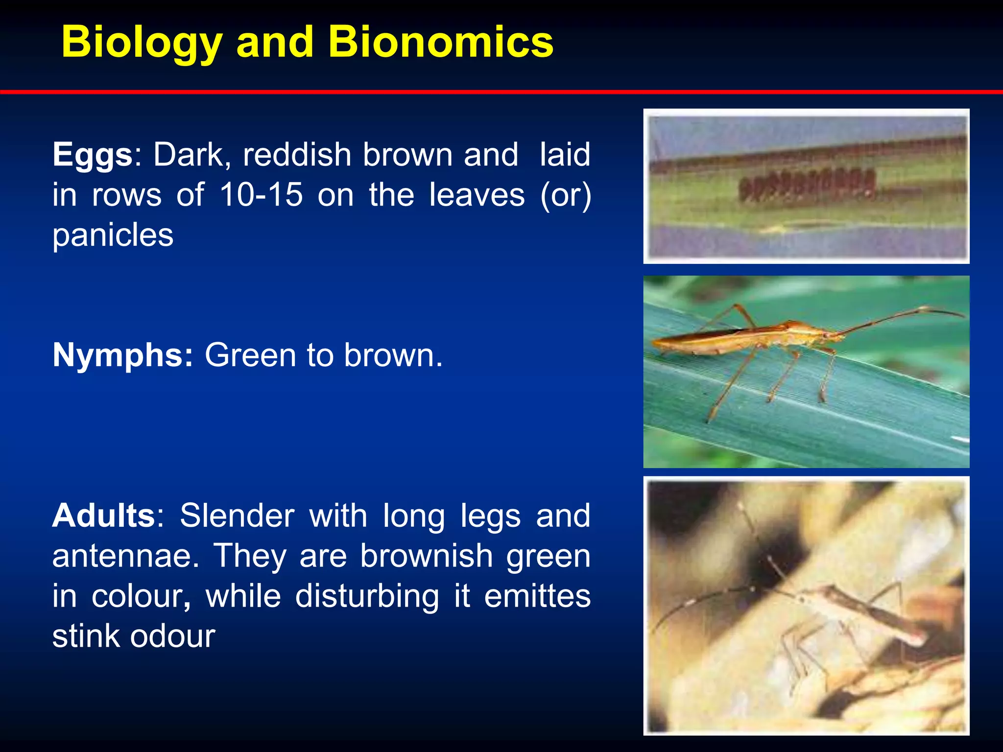 Eggs: Dark, reddish brown and laid
in rows of 10-15 on the leaves (or)
panicles
Nymphs: Green to brown.
Adults: Slender with long legs and
antennae. They are brownish green
in colour, while disturbing it emittes
stink odour
Biology and Bionomics
 