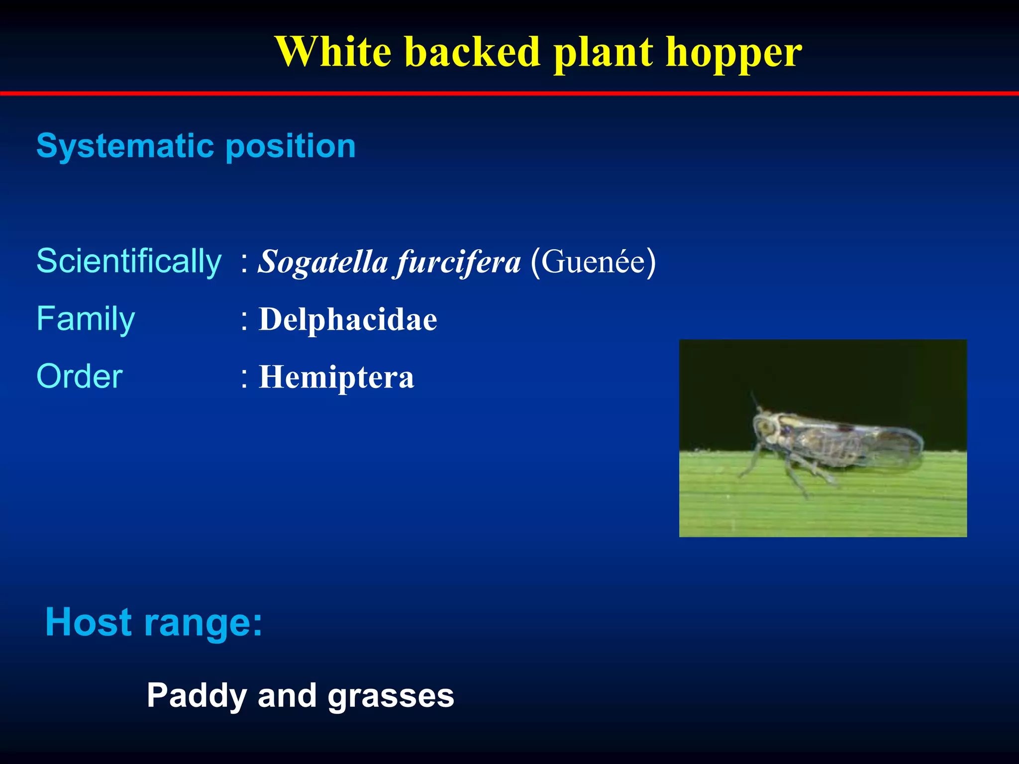 White backed plant hopper
Systematic position
Scientifically : Sogatella furcifera (Guenée)
Family : Delphacidae
Order : Hemiptera
Host range:
Paddy and grasses
 