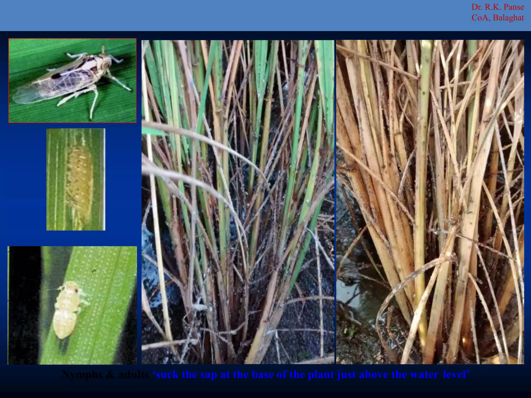 Nymphs & adults ‘suck the sap at the base of the plant just above the water level’
Dr. R.K. Panse
CoA, Balaghat
 
