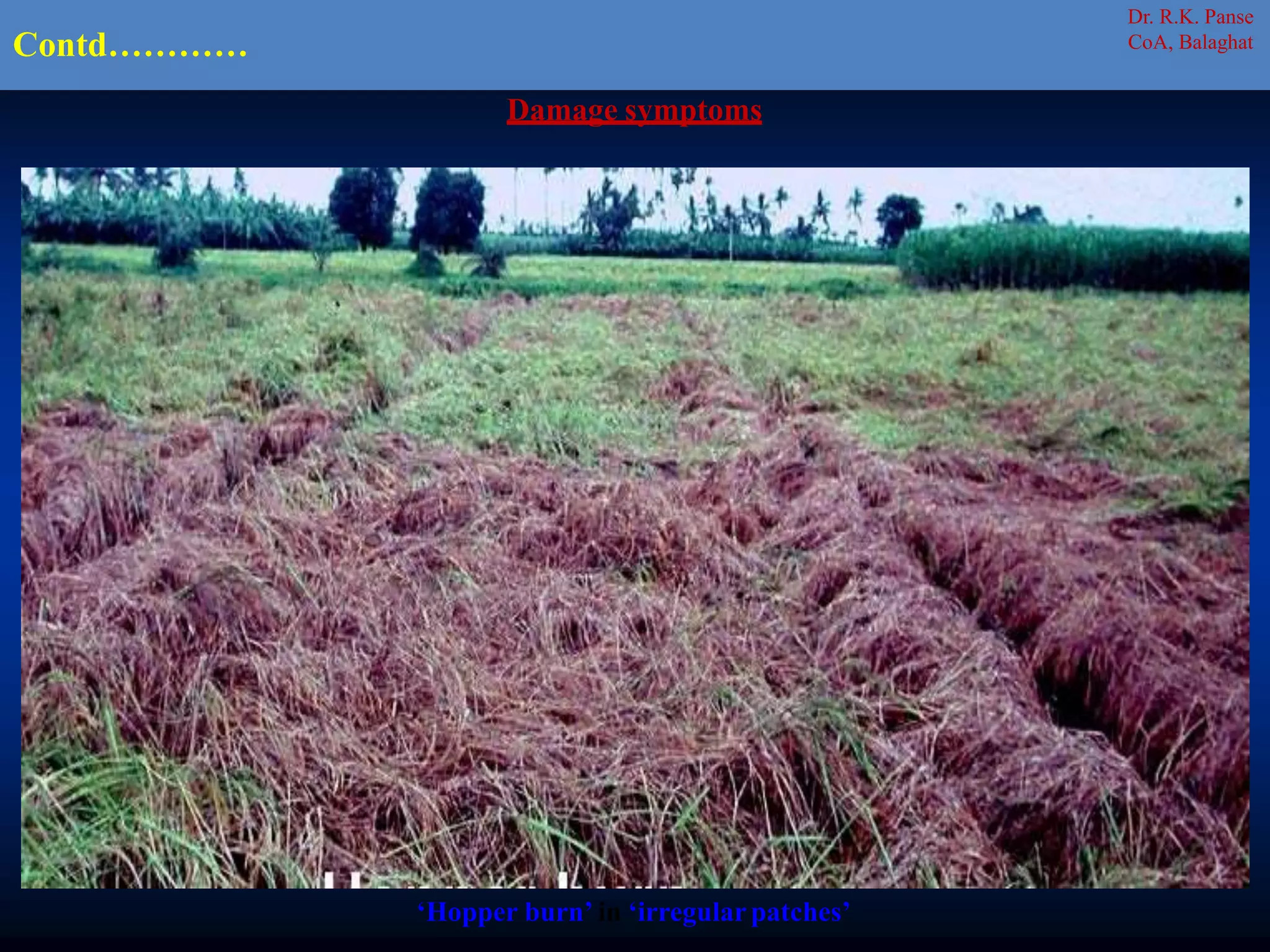 ‘Hopper burn’ in ‘irregularpatches’
Damage symptoms
Contd…………
Dr. R.K. Panse
CoA, Balaghat
 