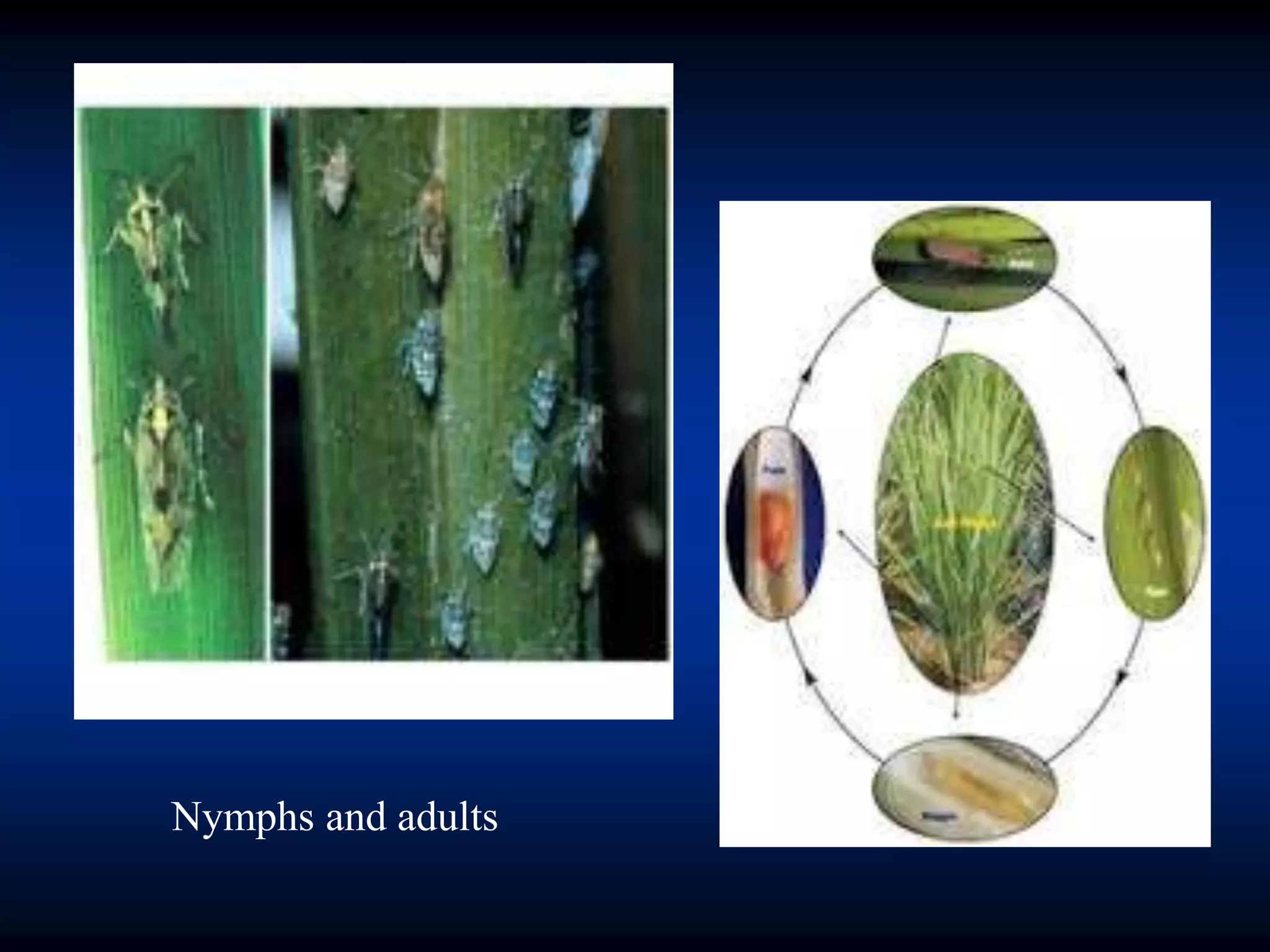 Nymphs and adults
 
