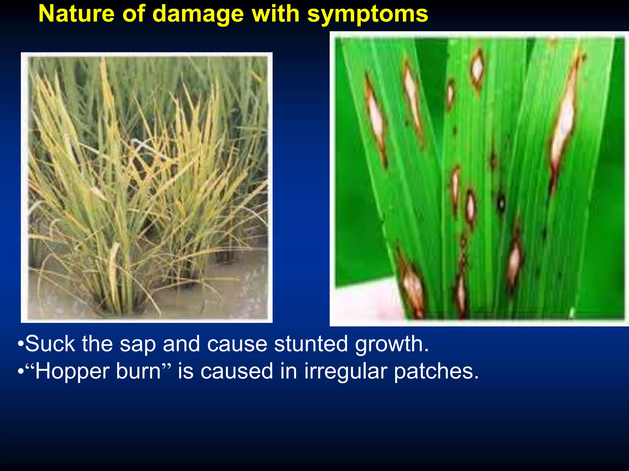 •Suck the sap and cause stunted growth.
•“Hopper burn” is caused in irregular patches.
Nature of damage with symptoms
 