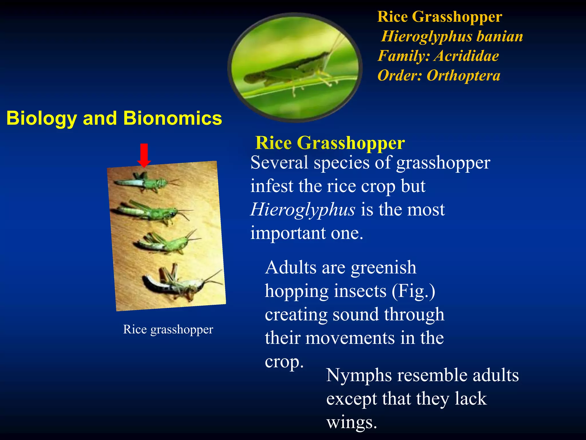 Rice grasshopper
Several species of grasshopper
infest the rice crop but
Hieroglyphus is the most
important one.
Adults are greenish
hopping insects (Fig.)
creating sound through
their movements in the
crop.
Nymphs resemble adults
except that they lack
wings.
Rice Grasshopper
Hieroglyphus banian
Family: Acrididae
Order: Orthoptera
Rice Grasshopper
Biology and Bionomics
 