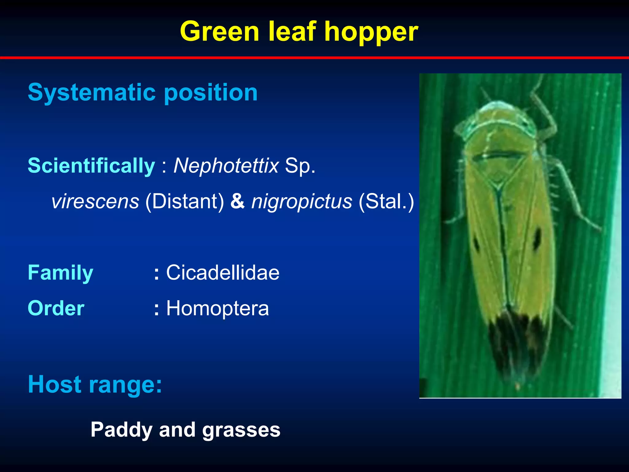 Systematic position
Scientifically : Nephotettix Sp.
virescens (Distant) & nigropictus (Stal.)
Family : Cicadellidae
Order : Homoptera
Green leaf hopper
Host range:
Paddy and grasses
 