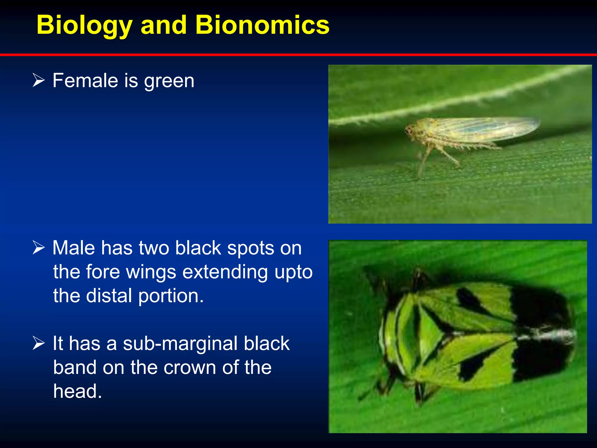 Biology and Bionomics
 Female is green
 Male has two black spots on
the fore wings extending upto
the distal portion.
 It has a sub-marginal black
band on the crown of the
head.
 