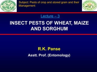 R.K. Panse
Asstt. Prof. (Entomology)
INSECT PESTS OF WHEAT, MAIZE
AND SORGHUM
Lecture – 3
Subject: Pests of crop and stored grain and their
Management
 