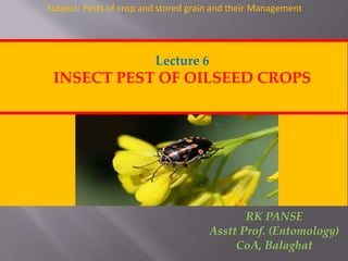Lecture 6
INSECT PEST OF OILSEED CROPS
RK PANSE
Asstt Prof. (Entomology)
CoA, Balaghat
Subject: Pests of crop and stored grain and their Management
 