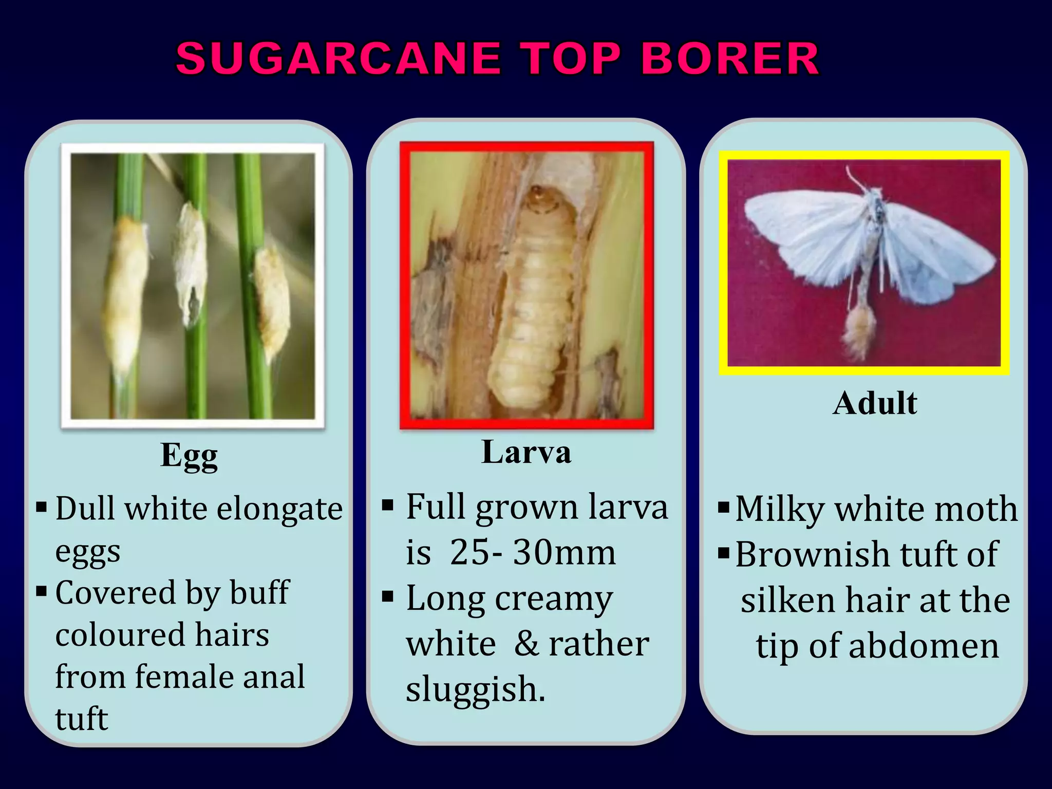 Adult
Larva
Egg
Milky white moth
Brownish tuft of
silken hair at the
tip of abdomen
 Full grown larva
is 25- 30mm
 Long creamy
white & rather
sluggish.
Adult
Dull white elongate
eggs
Covered by buff
coloured hairs
from female anal
tuft
 