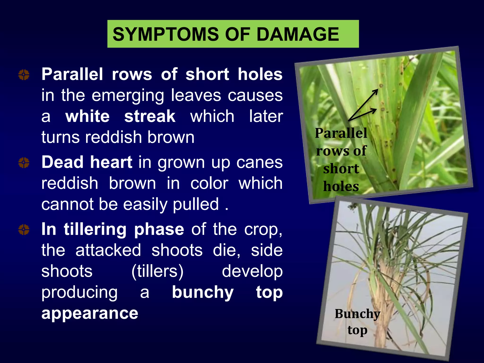 SYMPTOMS OF DAMAGE
Parallel rows of short holes
in the emerging leaves causes
a white streak which later
turns reddish brown
Dead heart in grown up canes
reddish brown in color which
cannot be easily pulled .
In tillering phase of the crop,
the attacked shoots die, side
shoots (tillers) develop
producing a bunchy top
appearance Bunchy
top
Parallel
rows of
short
holes
 