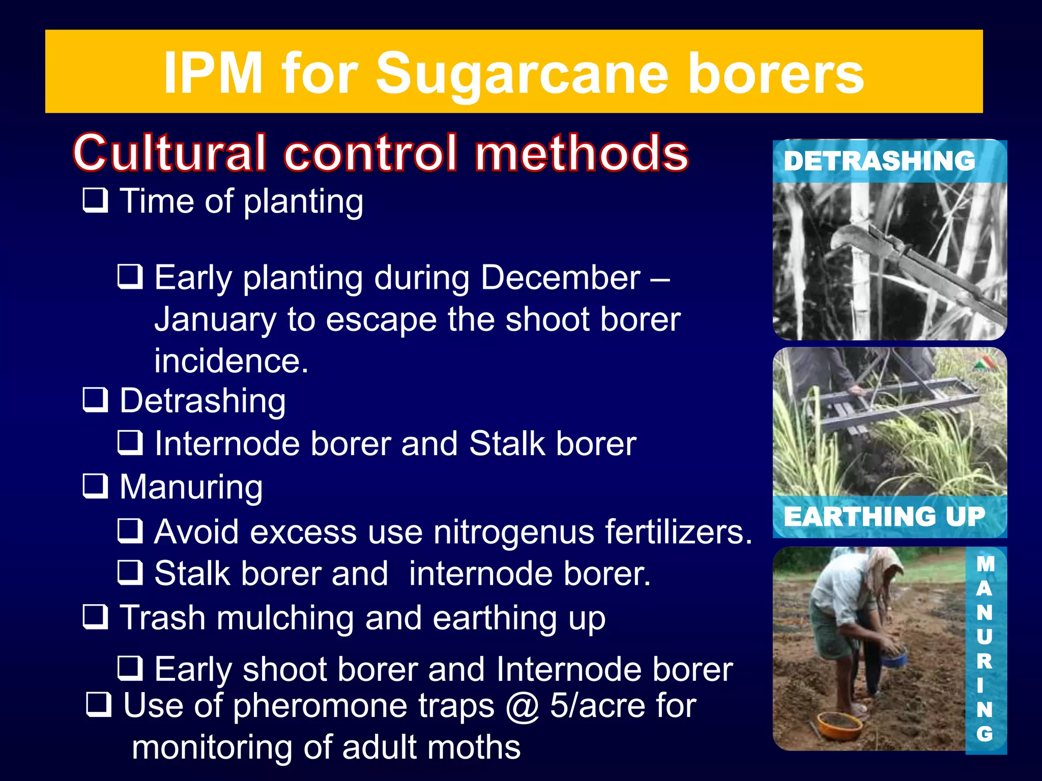  Time of planting
 Early planting during December –
January to escape the shoot borer
incidence.
 Manuring
 Avoid excess use nitrogenus fertilizers.
 Stalk borer and internode borer.
 Trash mulching and earthing up
 Early shoot borer and Internode borer
 Detrashing
 Internode borer and Stalk borer
IPM for Sugarcane borers
EARTHING UP
DETRASHING
M
A
N
U
R
I
N
G
 Use of pheromone traps @ 5/acre for
monitoring of adult moths
 