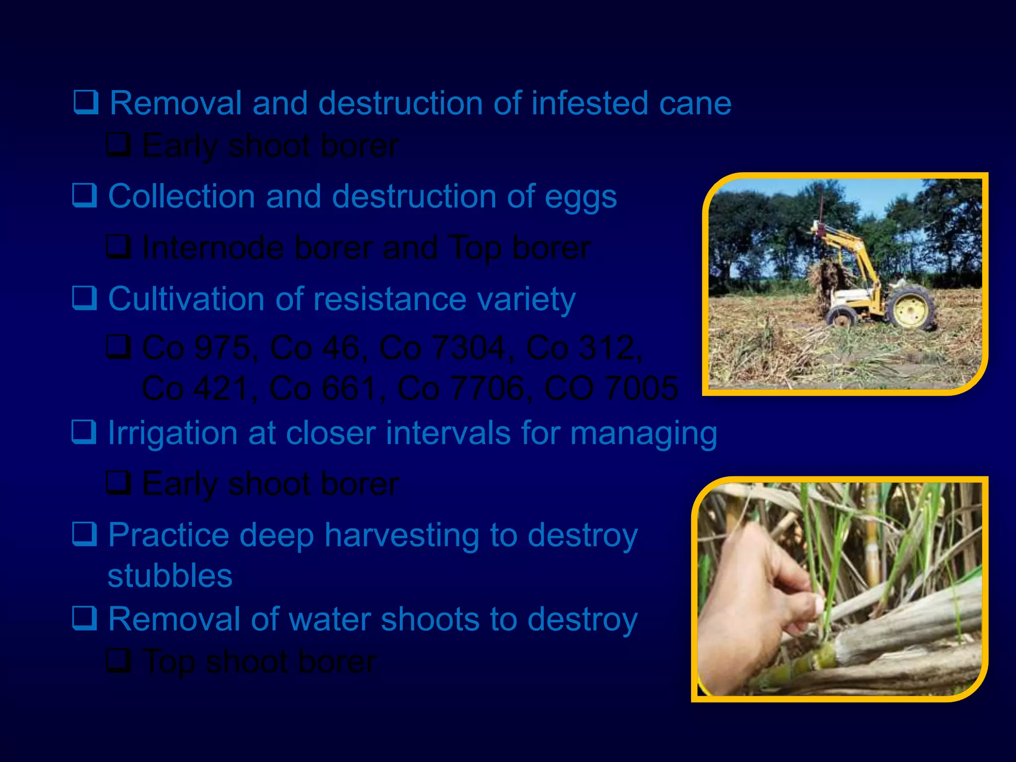  Removal and destruction of infested cane
 Early shoot borer
 Collection and destruction of eggs
 Internode borer and Top borer
 Cultivation of resistance variety
 Co 975, Co 46, Co 7304, Co 312,
Co 421, Co 661, Co 7706, CO 7005
 Irrigation at closer intervals for managing
 Practice deep harvesting to destroy
stubbles
 Early shoot borer
 Removal of water shoots to destroy
 Top shoot borer
 