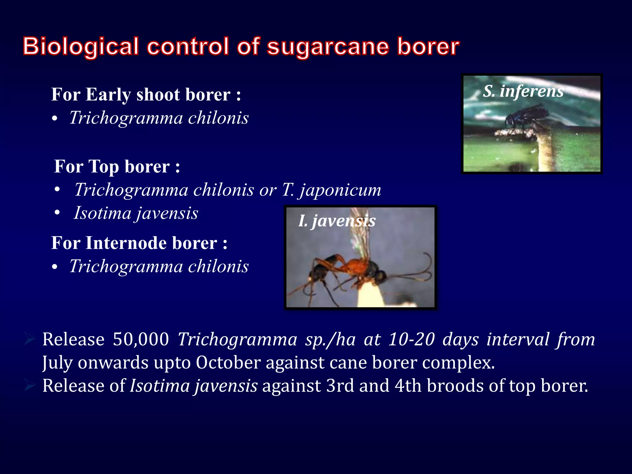For Early shoot borer :
• Trichogramma chilonis
For Internode borer :
• Trichogramma chilonis
For Top borer :
• Trichogramma chilonis or T. japonicum
• Isotima javensis
 Release 50,000 Trichogramma sp./ha at 10-20 days interval from
July onwards upto October against cane borer complex.
 Release of Isotima javensis against 3rd and 4th broods of top borer.
S. inferens
I. javensis
 