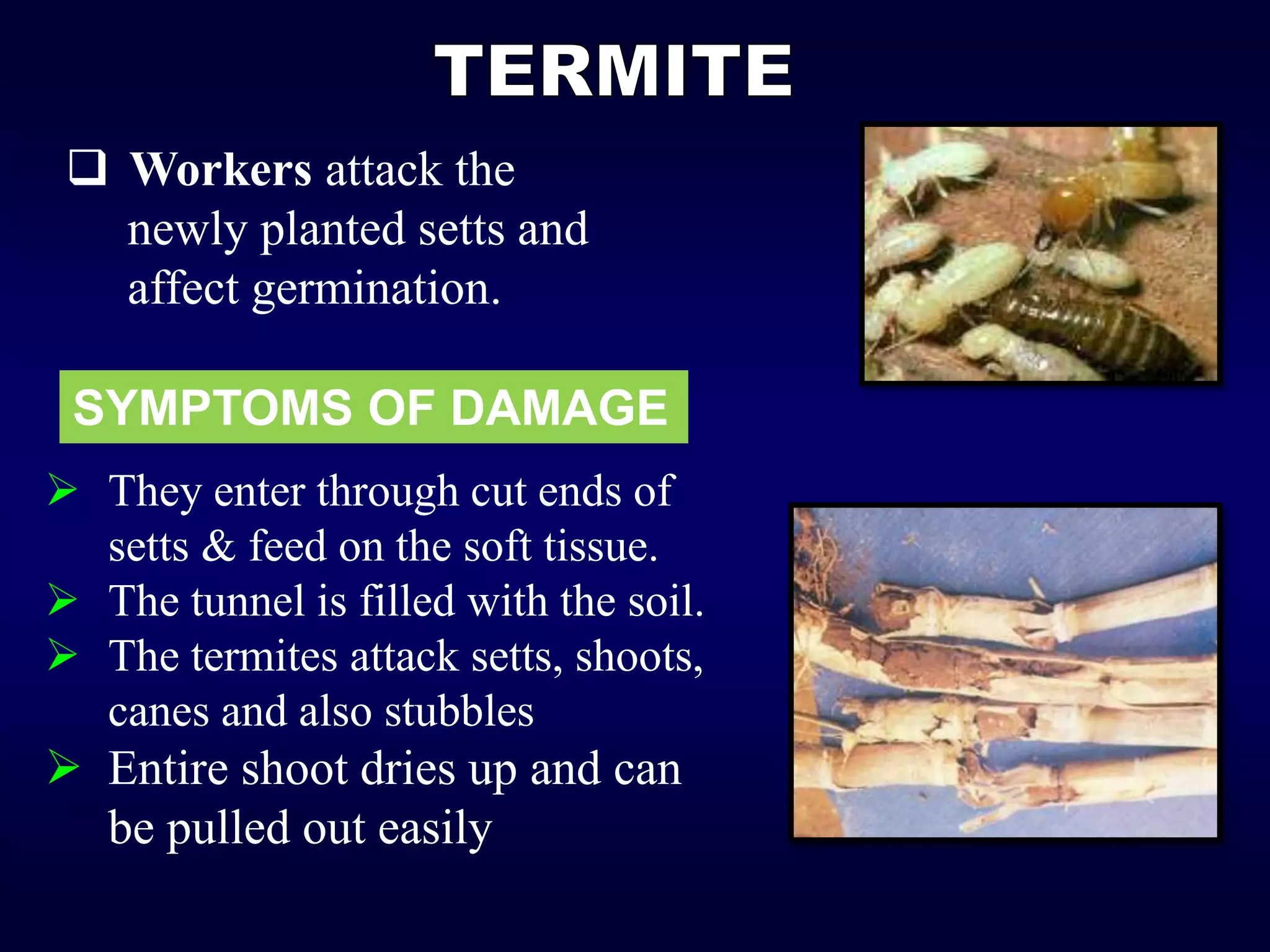  Workers attack the
newly planted setts and
affect germination.
 They enter through cut ends of
setts & feed on the soft tissue.
 The tunnel is filled with the soil.
 The termites attack setts, shoots,
canes and also stubbles
 Entire shoot dries up and can
be pulled out easily
SYMPTOMS OF DAMAGE
 