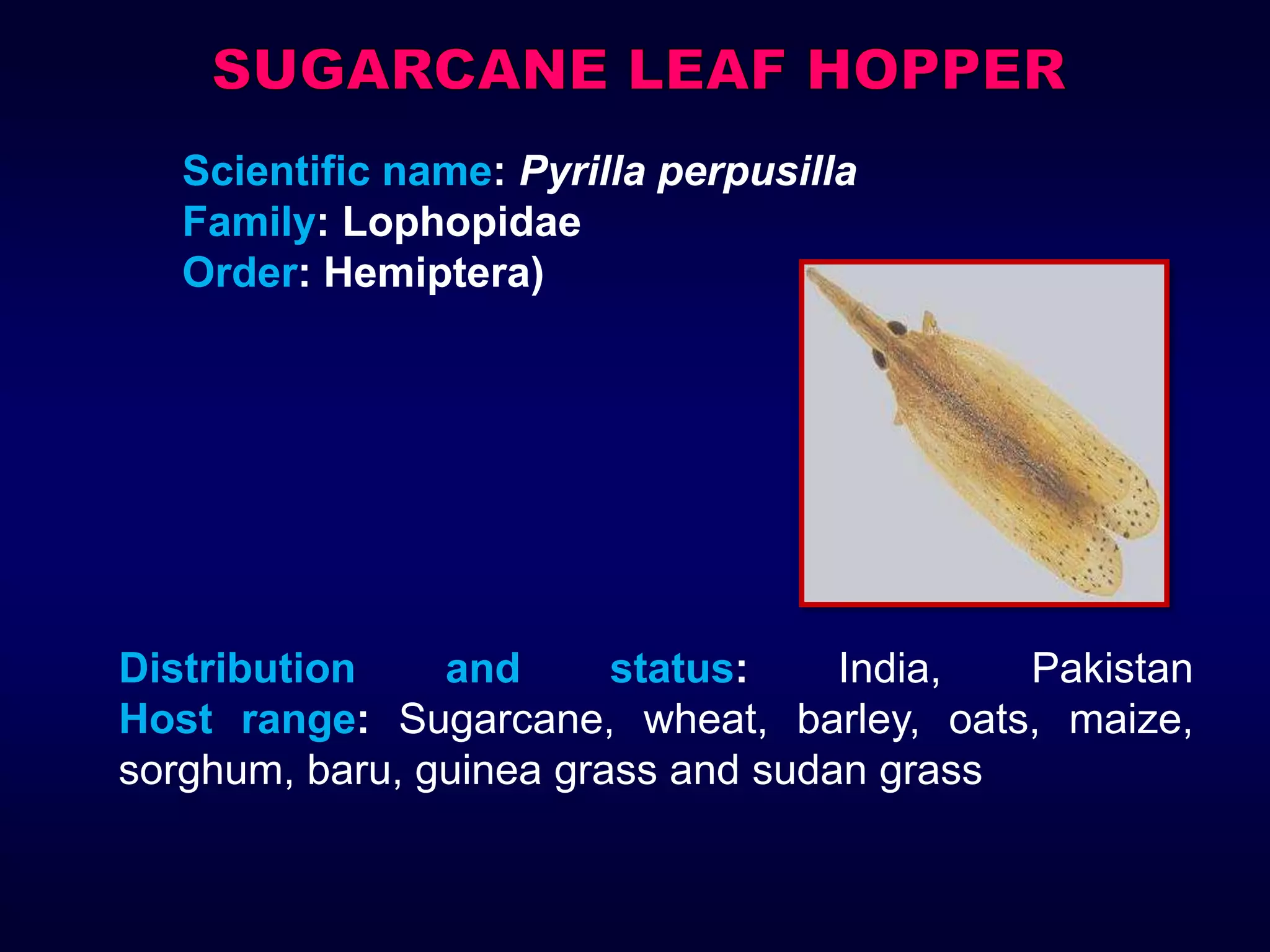 Scientific name: Pyrilla perpusilla
Family: Lophopidae
Order: Hemiptera)
Distribution and status: India, Pakistan
Host range: Sugarcane, wheat, barley, oats, maize,
sorghum, baru, guinea grass and sudan grass
 