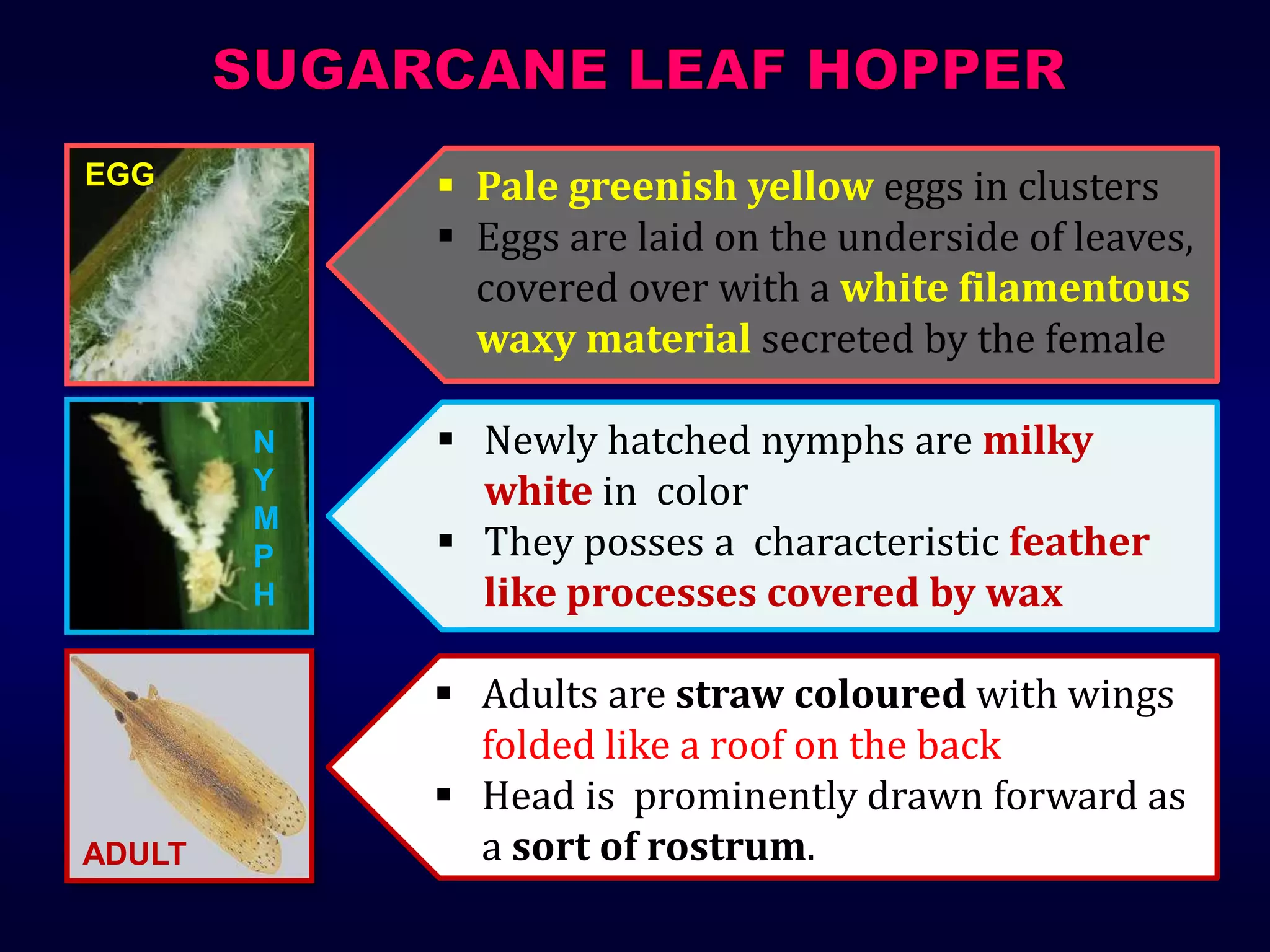  Pale greenish yellow eggs in clusters
 Eggs are laid on the underside of leaves,
covered over with a white filamentous
waxy material secreted by the female
 Newly hatched nymphs are milky
white in color
 They posses a characteristic feather
like processes covered by wax
 Adults are straw coloured with wings
folded like a roof on the back
 Head is prominently drawn forward as
a sort of rostrum.
EGG
N
Y
M
P
H
ADULT
 