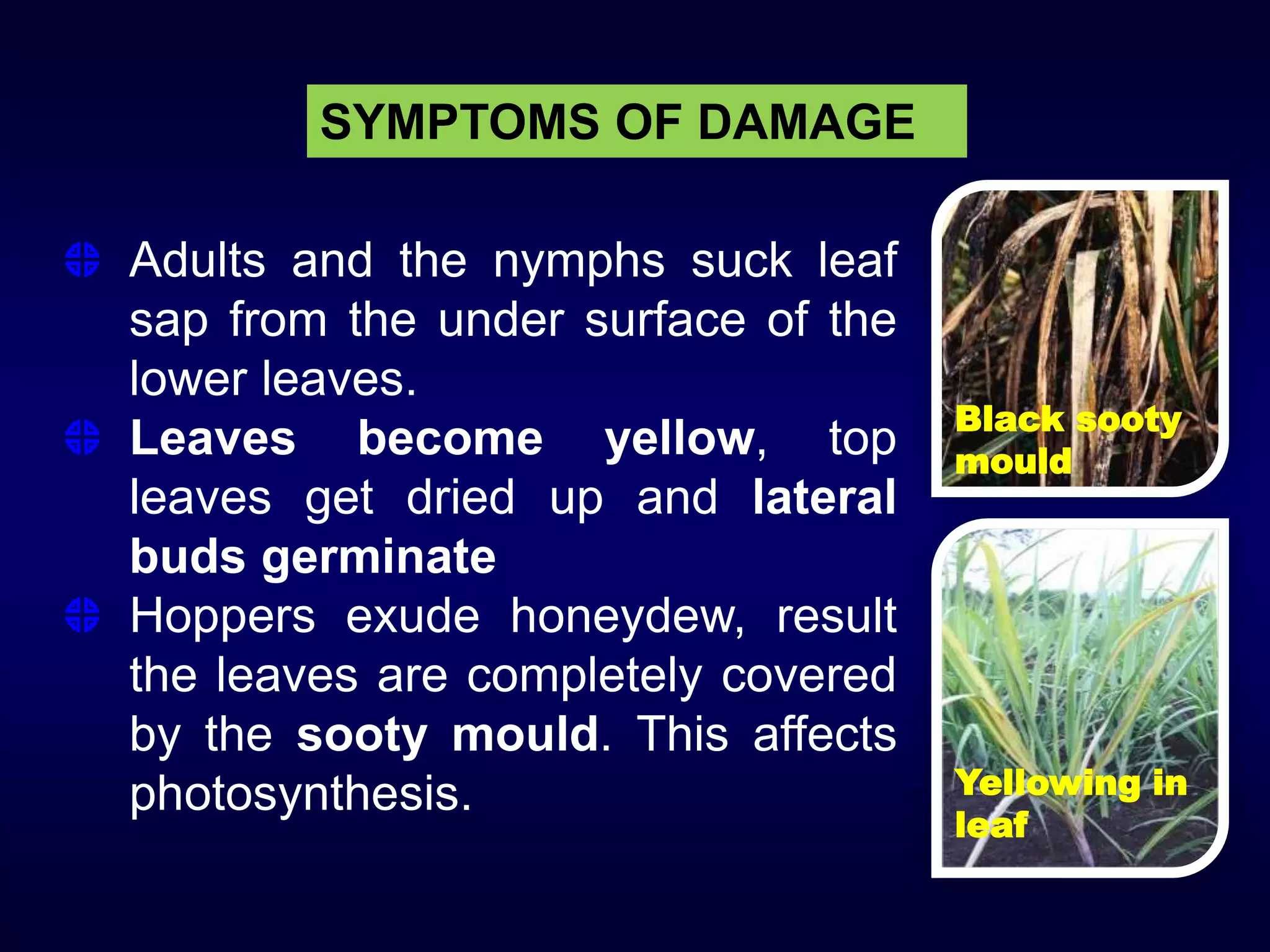 SYMPTOMS OF DAMAGE
Adults and the nymphs suck leaf
sap from the under surface of the
lower leaves.
Leaves become yellow, top
leaves get dried up and lateral
buds germinate
Hoppers exude honeydew, result
the leaves are completely covered
by the sooty mould. This affects
photosynthesis.
Black sooty
mould
Yellowing in
leaf
 