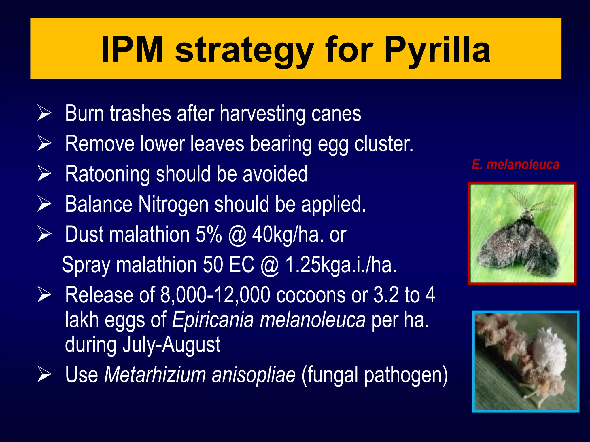  Burn trashes after harvesting canes
 Remove lower leaves bearing egg cluster.
 Ratooning should be avoided
 Balance Nitrogen should be applied.
 Dust malathion 5% @ 40kg/ha. or
Spray malathion 50 EC @ 1.25kga.i./ha.
 Release of 8,000-12,000 cocoons or 3.2 to 4
lakh eggs of Epiricania melanoleuca per ha.
during July-August
 Use Metarhizium anisopliae (fungal pathogen)
IPM strategy for Pyrilla
E. melanoleuca
 