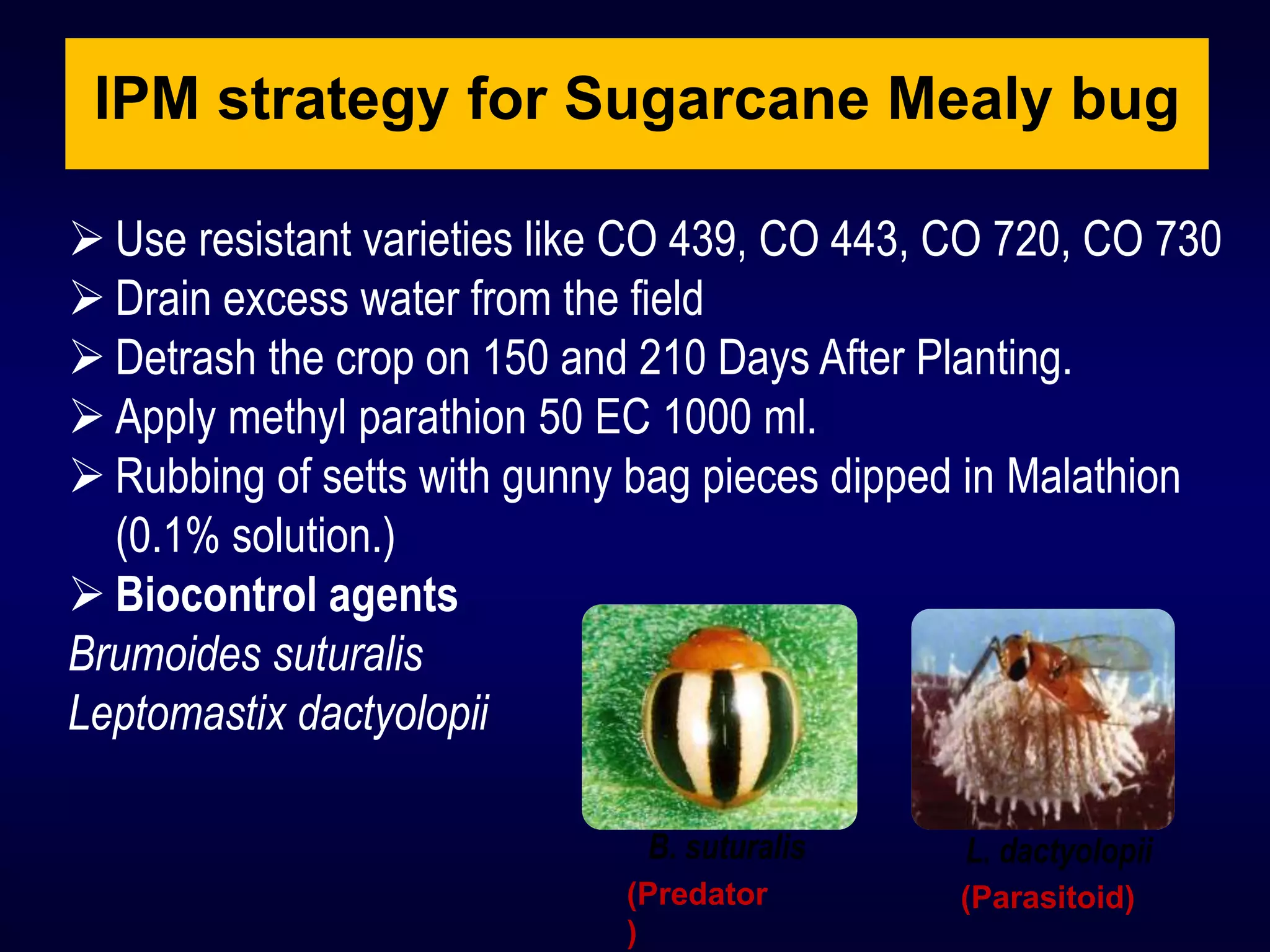 IPM strategy for Sugarcane Mealy bug
 Use resistant varieties like CO 439, CO 443, CO 720, CO 730
 Drain excess water from the field
 Detrash the crop on 150 and 210 Days After Planting.
 Apply methyl parathion 50 EC 1000 ml.
 Rubbing of setts with gunny bag pieces dipped in Malathion
(0.1% solution.)
 Biocontrol agents
Brumoides suturalis
Leptomastix dactyolopii
B. suturalis L. dactyolopii
(Predator
)
(Parasitoid)
 