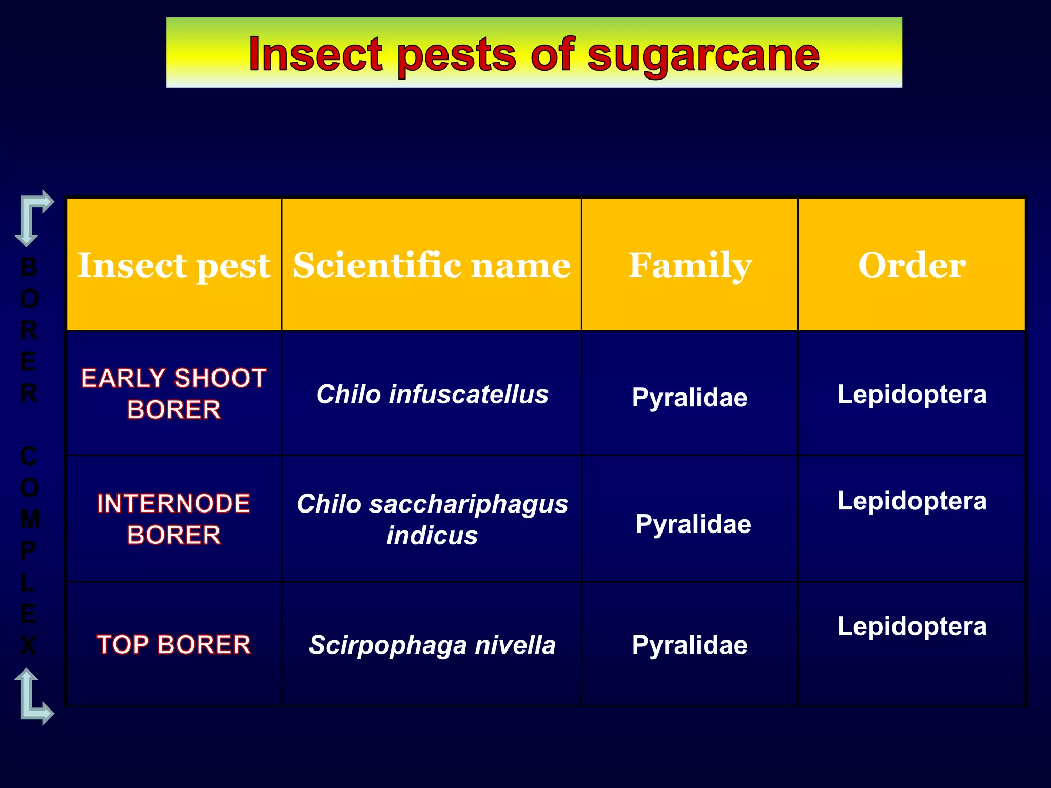 Insect pest Scientific name Family Order
Chilo infuscatellus Pyralidae Lepidoptera
Chilo sacchariphagus
indicus Pyralidae
Lepidoptera
Scirpophaga nivella Pyralidae
Lepidoptera
B
O
R
E
R
C
O
M
P
L
E
X
 