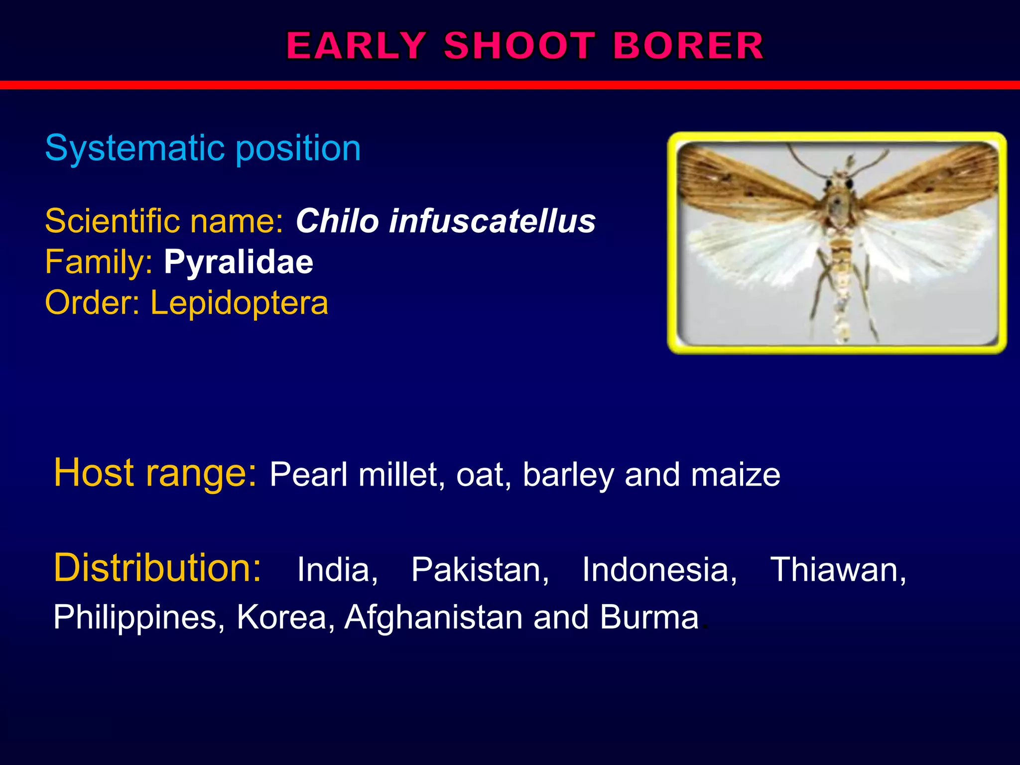 Host range: Pearl millet, oat, barley and maize
Distribution: India, Pakistan, Indonesia, Thiawan,
Philippines, Korea, Afghanistan and Burma.
Systematic position
Scientific name: Chilo infuscatellus
Family: Pyralidae
Order: Lepidoptera
 