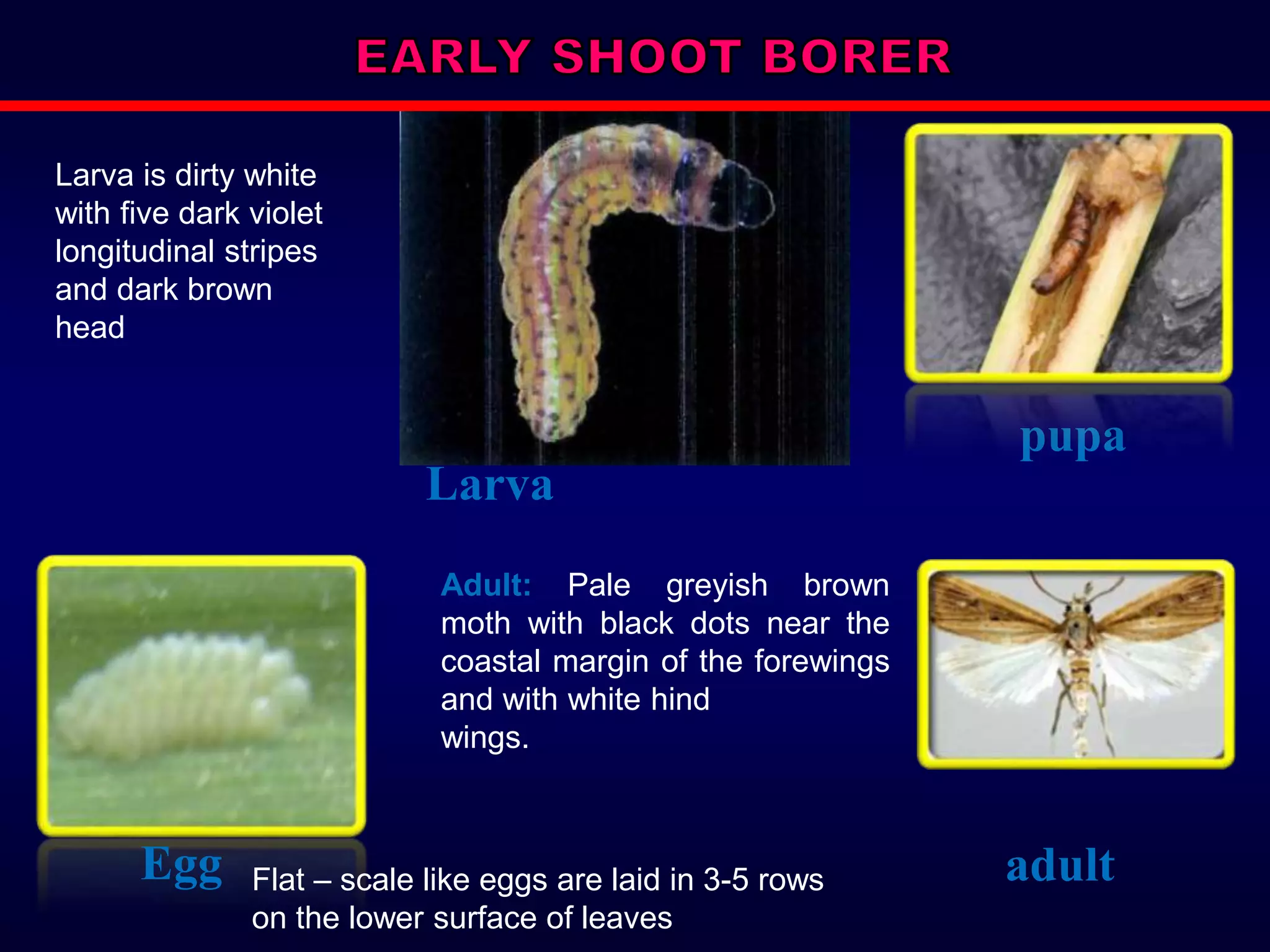 Larva
pupa
adult
Egg Flat – scale like eggs are laid in 3-5 rows
on the lower surface of leaves
Larva is dirty white
with five dark violet
longitudinal stripes
and dark brown
head
Adult: Pale greyish brown
moth with black dots near the
coastal margin of the forewings
and with white hind
wings.
 