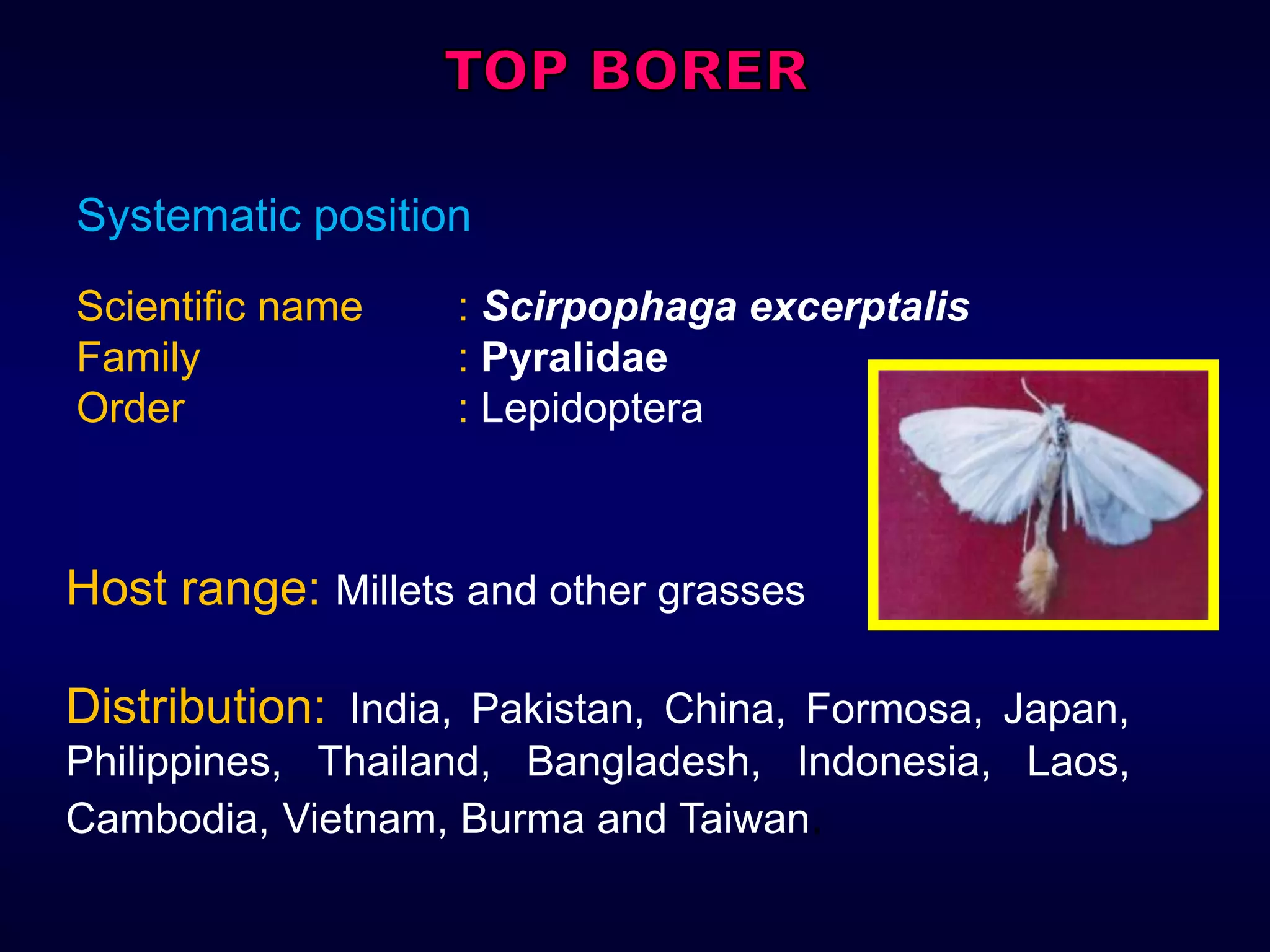 Systematic position
Scientific name : Scirpophaga excerptalis
Family : Pyralidae
Order : Lepidoptera
Host range: Millets and other grasses
Distribution: India, Pakistan, China, Formosa, Japan,
Philippines, Thailand, Bangladesh, Indonesia, Laos,
Cambodia, Vietnam, Burma and Taiwan.
 