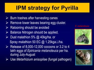 Lec. 7 rkp pcgm_sugarcane | PPT