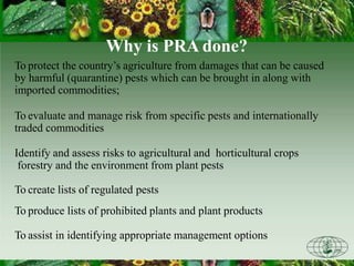 Why is PRA done?
To protect the country’s agriculture from damages that can be caused
by harmful (quarantine) pests which can be brought in along with
imported commodities;
To evaluate and manage risk from specific pests and internationally
traded commodities
Identify and assess risks to agricultural and horticultural crops
forestry and the environment from plant pests
To create lists of regulated pests
To produce lists of prohibited plants and plant products
To assist in identifying appropriate management options
 