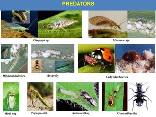 Pipda Insect Lec. 9 rkp pidm_mech.phys.legal methods | PPTX