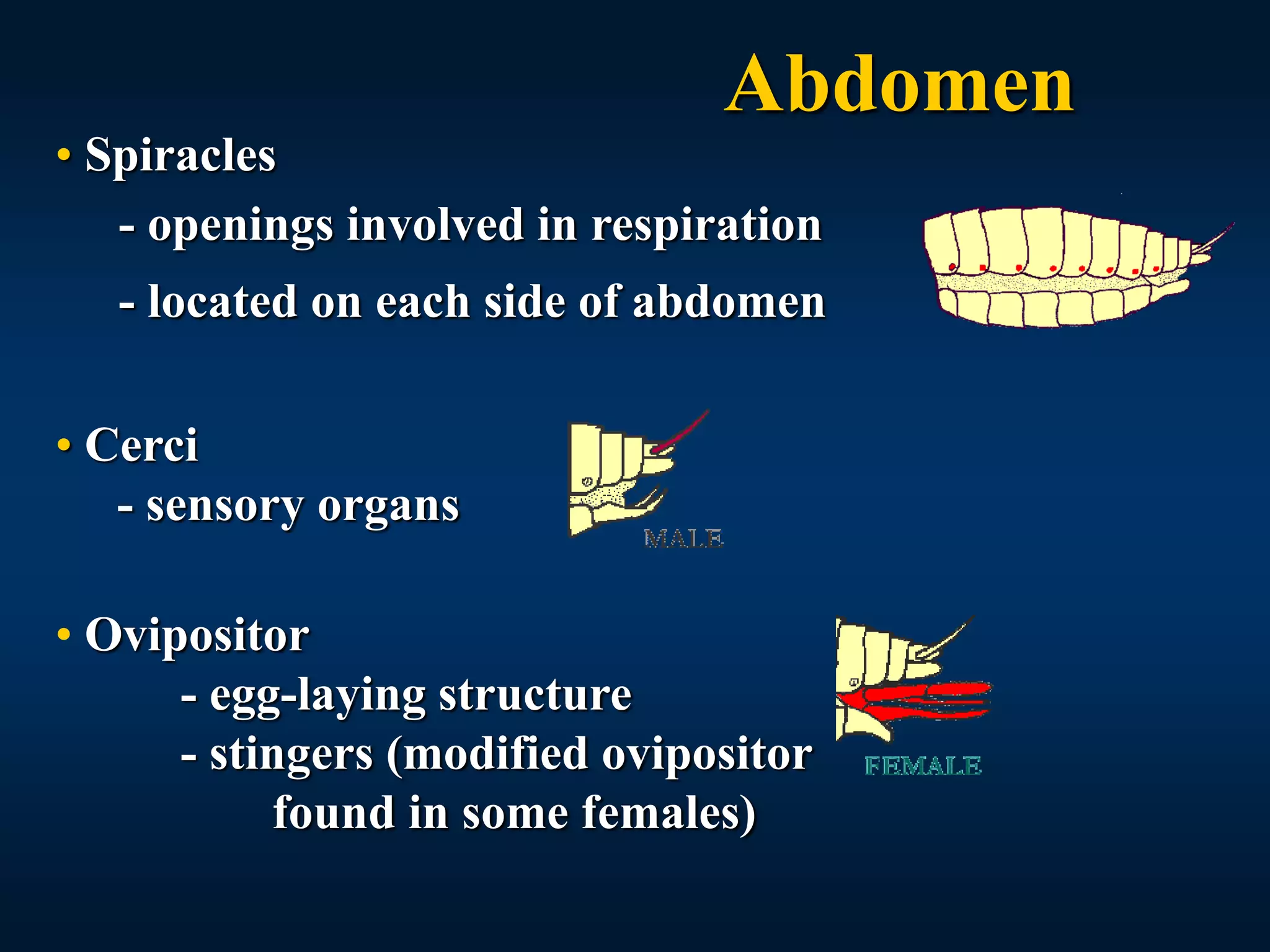 Lec. 7 Body segmentation Structure of thorax & abdomen.ppt