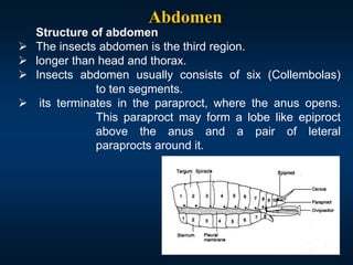 Lec. 7 Body segmentation Structure of thorax & abdomen.ppt