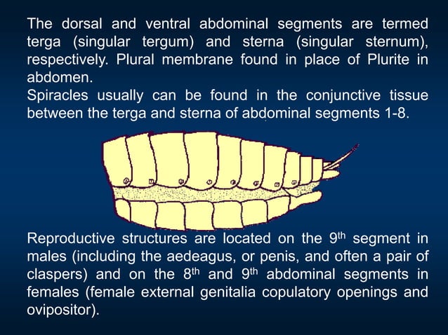 Lec. 7 Body segmentation Structure of thorax & abdomen.ppt | Biological ...