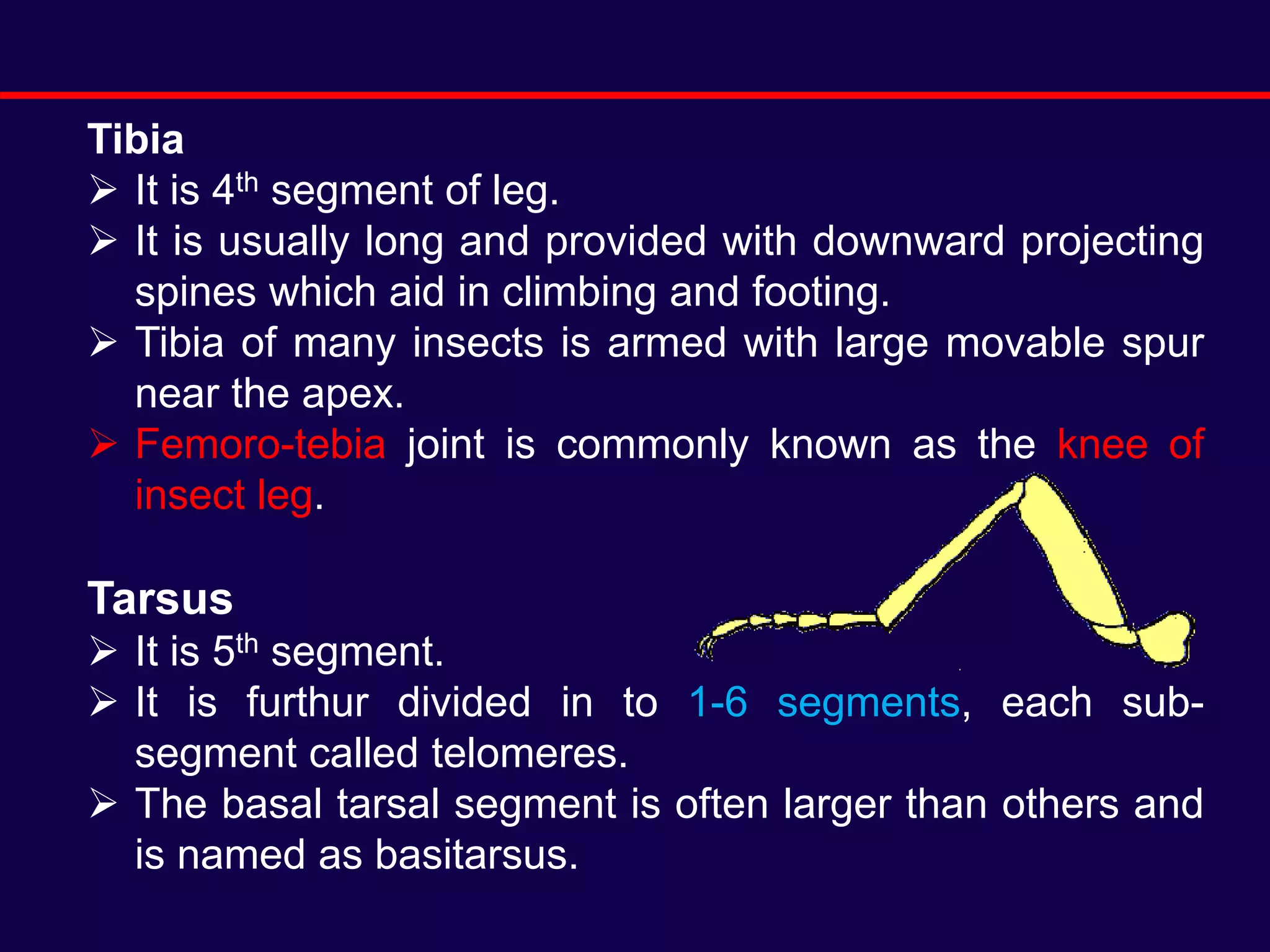 Lec. 10 Structure and modifications of insect legs.ppt
