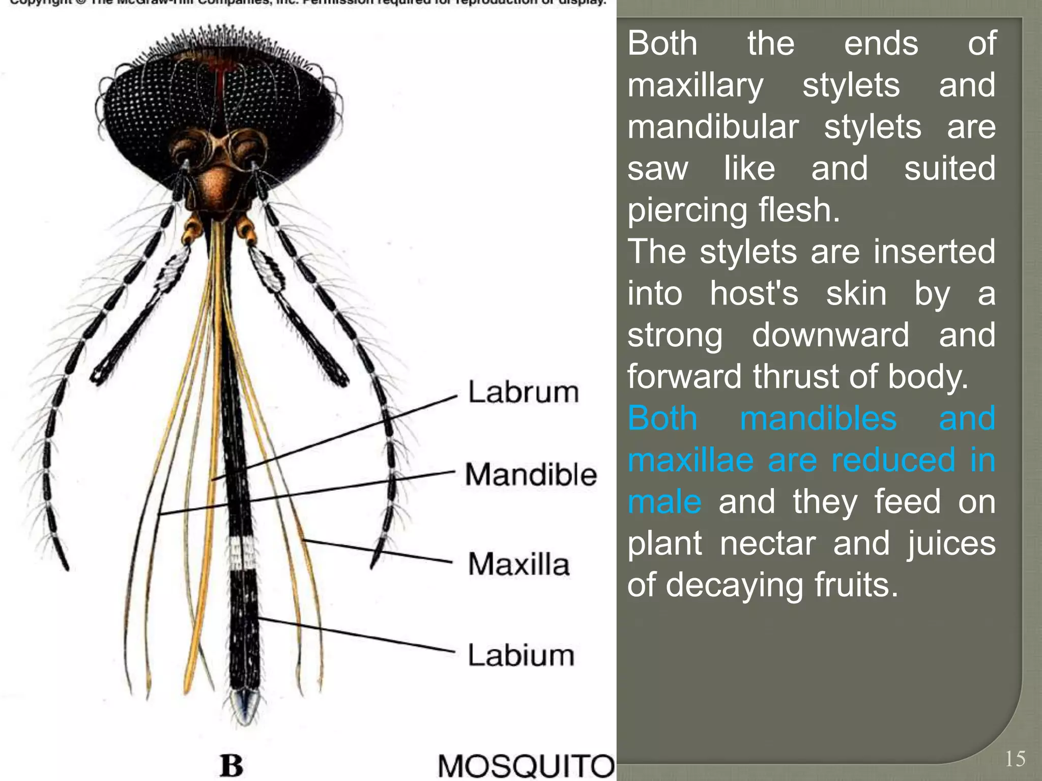Stylet Insect Lec. 9 Structure and modifications of mouth parts.ppt