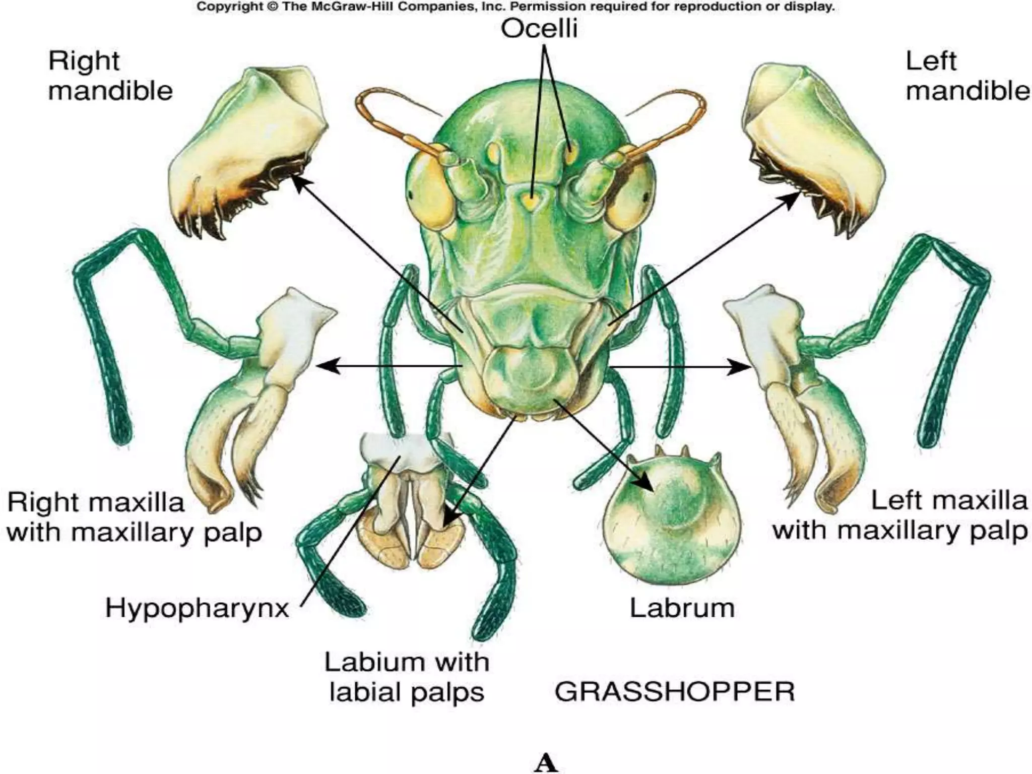 Labium Insect Lec. 9 Structure and modifications of mouth parts.ppt