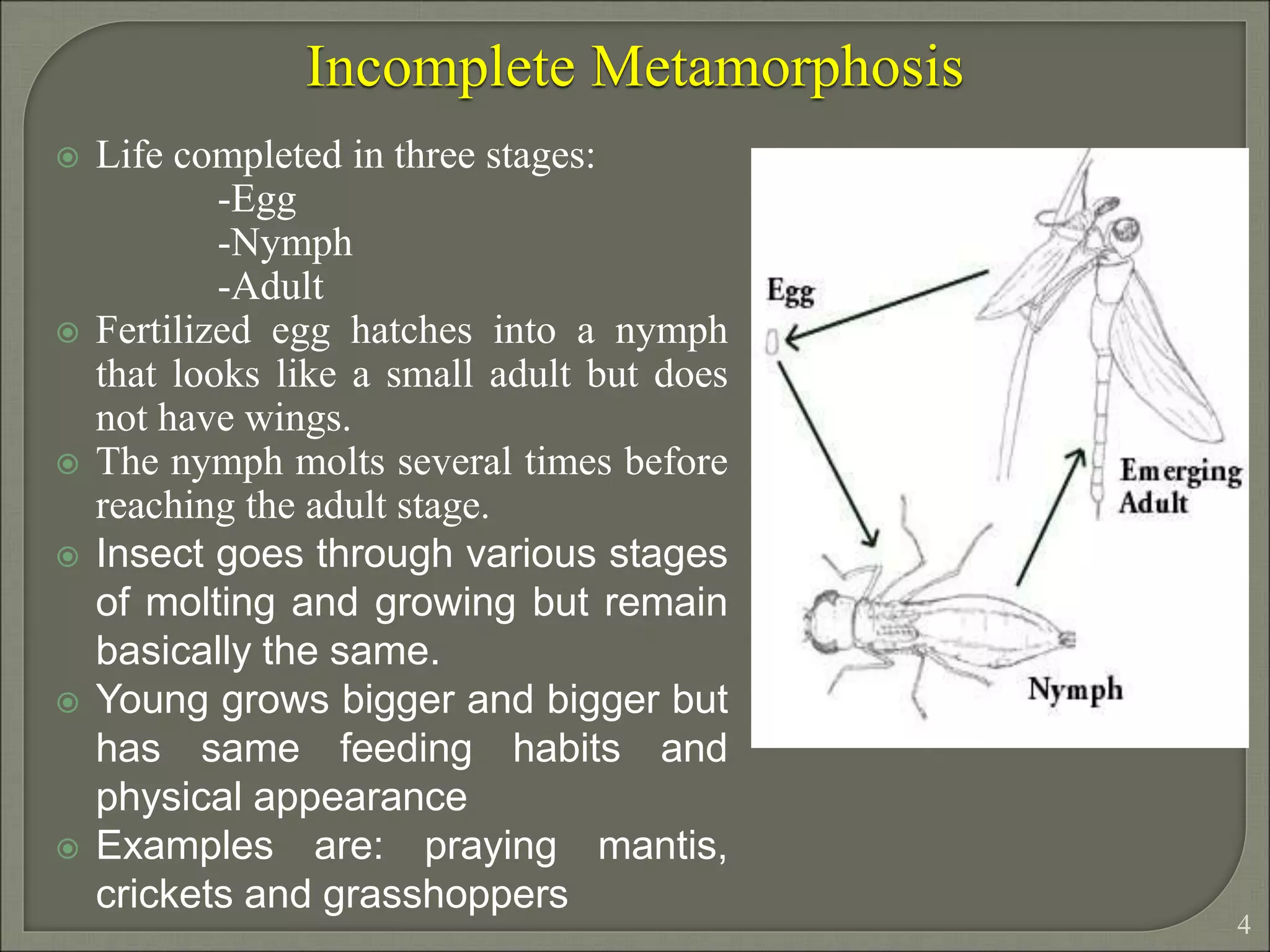 Lec. 14 Metamrphsis and types, diapause in insect.ppt