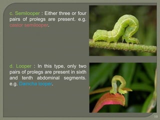 Semilooper Lec. 15 Types of larvae and Pupa.ppt