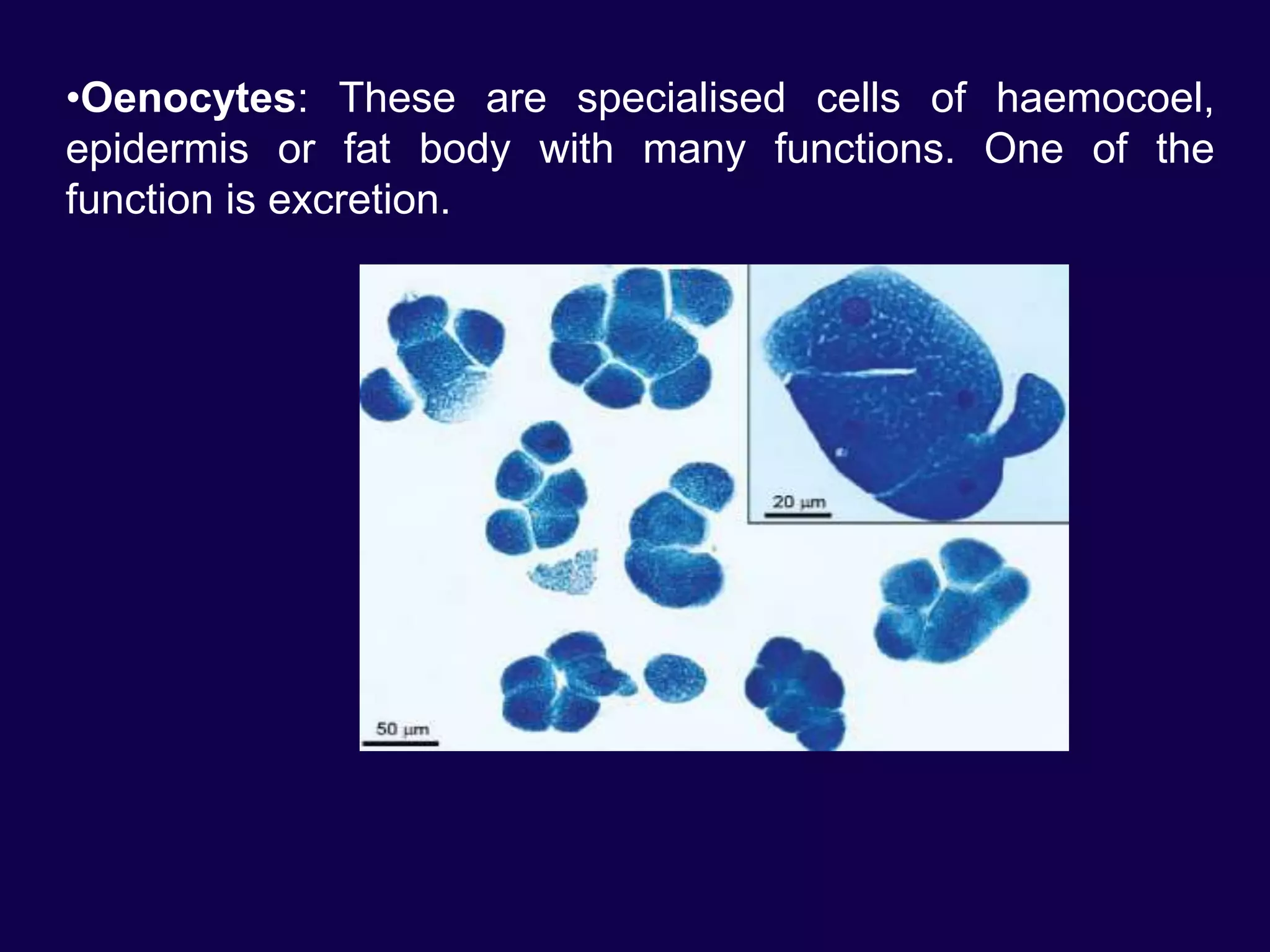 •Oenocytes: These are specialised cells of haemocoel,
epidermis or fat body with many functions. One of the
function is excretion.
 