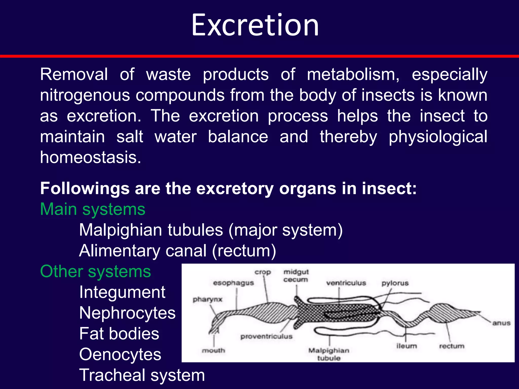 Excretion
Removal of waste products of metabolism, especially
nitrogenous compounds from the body of insects is known
as excretion. The excretion process helps the insect to
maintain salt water balance and thereby physiological
homeostasis.
Followings are the excretory organs in insect:
Main systems
Malpighian tubules (major system)
Alimentary canal (rectum)
Other systems
Integument
Nephrocytes
Fat bodies
Oenocytes
Tracheal system
 