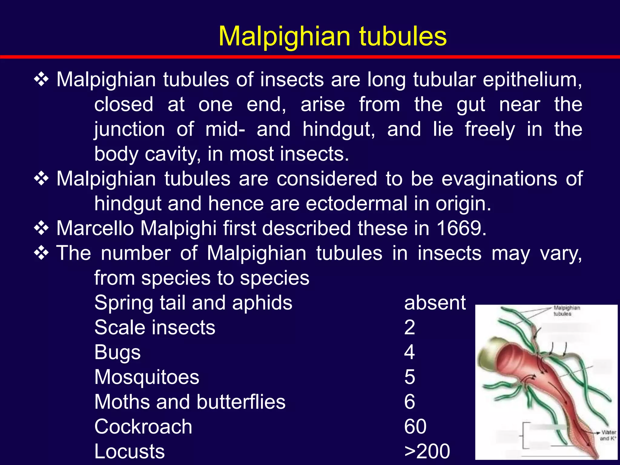  Malpighian tubules of insects are long tubular epithelium,
closed at one end, arise from the gut near the
junction of mid- and hindgut, and lie freely in the
body cavity, in most insects.
 Malpighian tubules are considered to be evaginations of
hindgut and hence are ectodermal in origin.
 Marcello Malpighi first described these in 1669.
 The number of Malpighian tubules in insects may vary,
from species to species
Spring tail and aphids absent
Scale insects 2
Bugs 4
Mosquitoes 5
Moths and butterflies 6
Cockroach 60
Locusts >200
Malpighian tubules
 