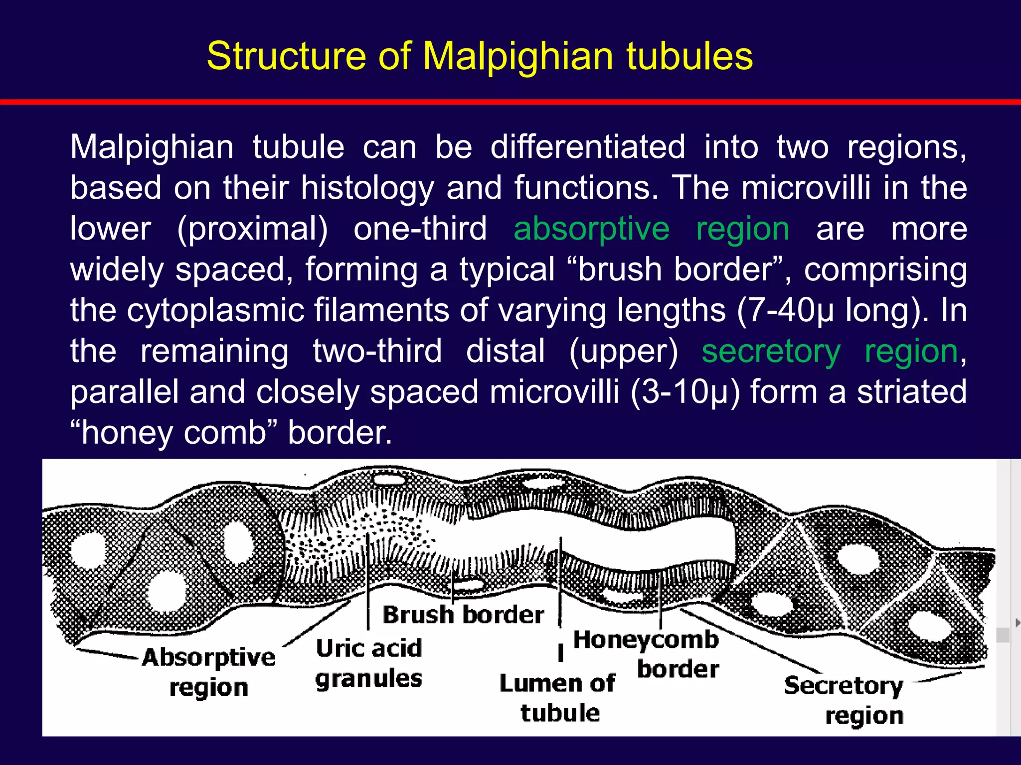 Malpighian tubule can be differentiated into two regions,
based on their histology and functions. The microvilli in the
lower (proximal) one-third absorptive region are more
widely spaced, forming a typical “brush border”, comprising
the cytoplasmic filaments of varying lengths (7-40μ long). In
the remaining two-third distal (upper) secretory region,
parallel and closely spaced microvilli (3-10μ) form a striated
“honey comb” border.
Structure of Malpighian tubules
 