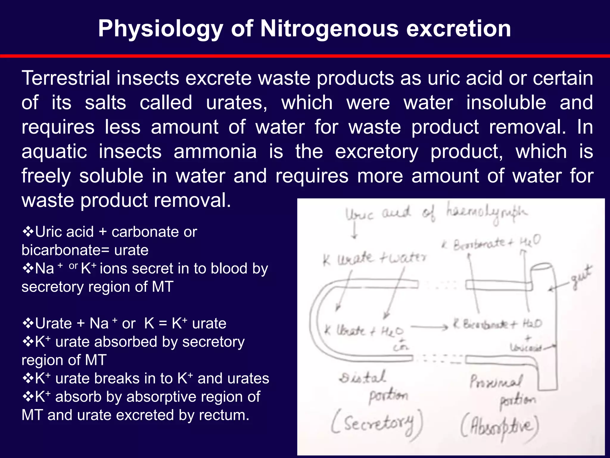 Terrestrial insects excrete waste products as uric acid or certain
of its salts called urates, which were water insoluble and
requires less amount of water for waste product removal. In
aquatic insects ammonia is the excretory product, which is
freely soluble in water and requires more amount of water for
waste product removal.
Physiology of Nitrogenous excretion
Uric acid + carbonate or
bicarbonate= urate
Na + or K+ ions secret in to blood by
secretory region of MT
Urate + Na + or K = K+ urate
K+ urate absorbed by secretory
region of MT
K+ urate breaks in to K+ and urates
K+ absorb by absorptive region of
MT and urate excreted by rectum.
 
