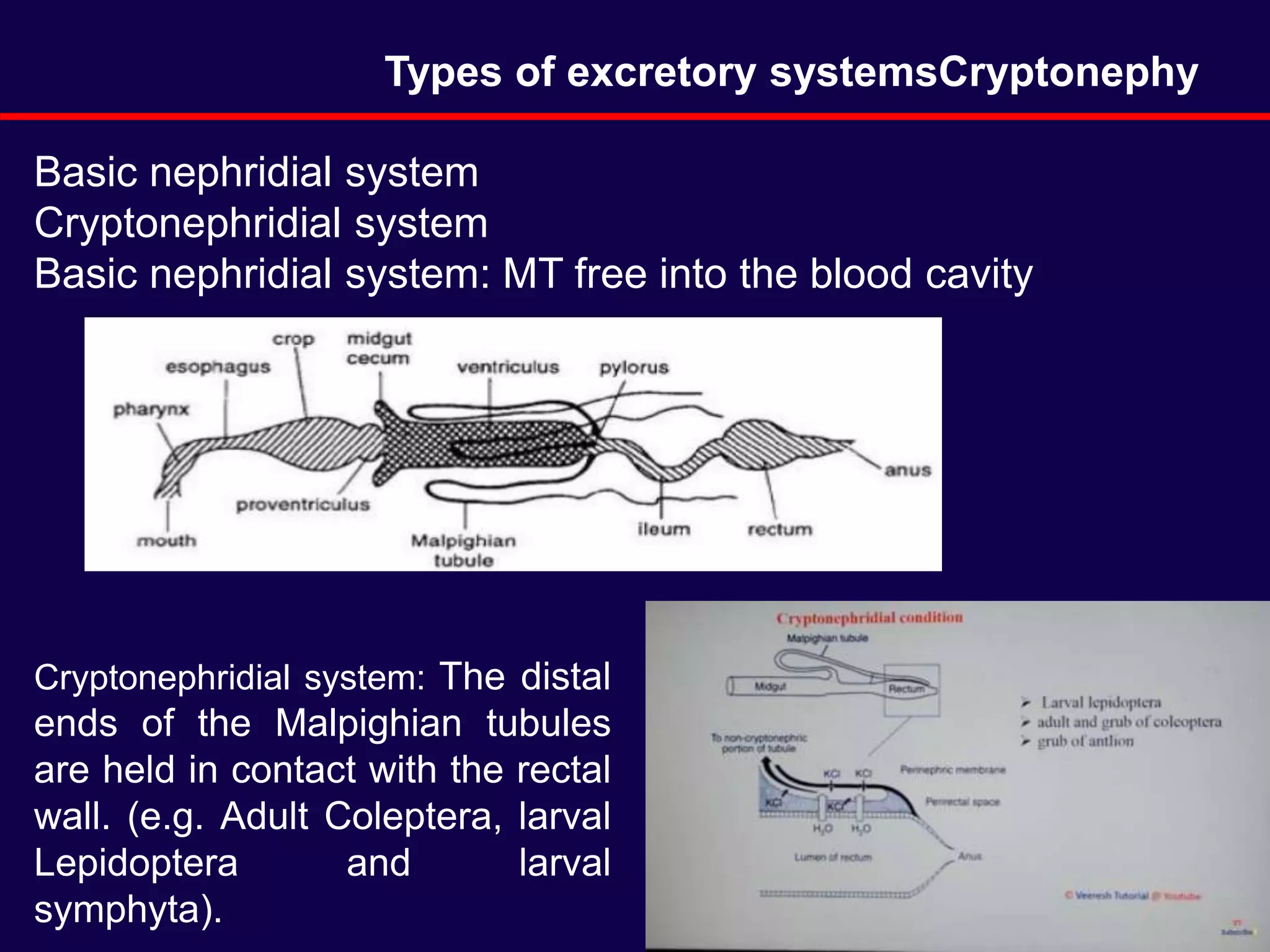 Basic nephridial system
Cryptonephridial system
Basic nephridial system: MT free into the blood cavity
Types of excretory systemsCryptonephy
Cryptonephridial system: The distal
ends of the Malpighian tubules
are held in contact with the rectal
wall. (e.g. Adult Coleptera, larval
Lepidoptera and larval
symphyta).
 