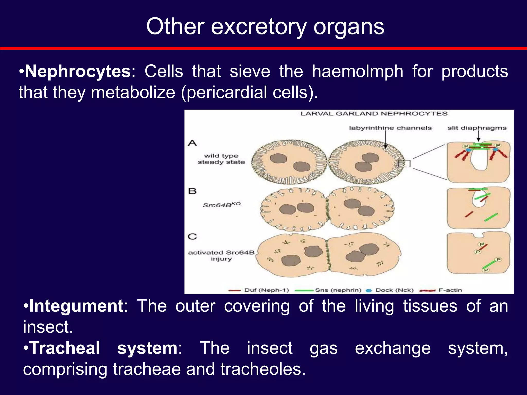 •Nephrocytes: Cells that sieve the haemolmph for products
that they metabolize (pericardial cells).
Other excretory organs
•Integument: The outer covering of the living tissues of an
insect.
•Tracheal system: The insect gas exchange system,
comprising tracheae and tracheoles.
 