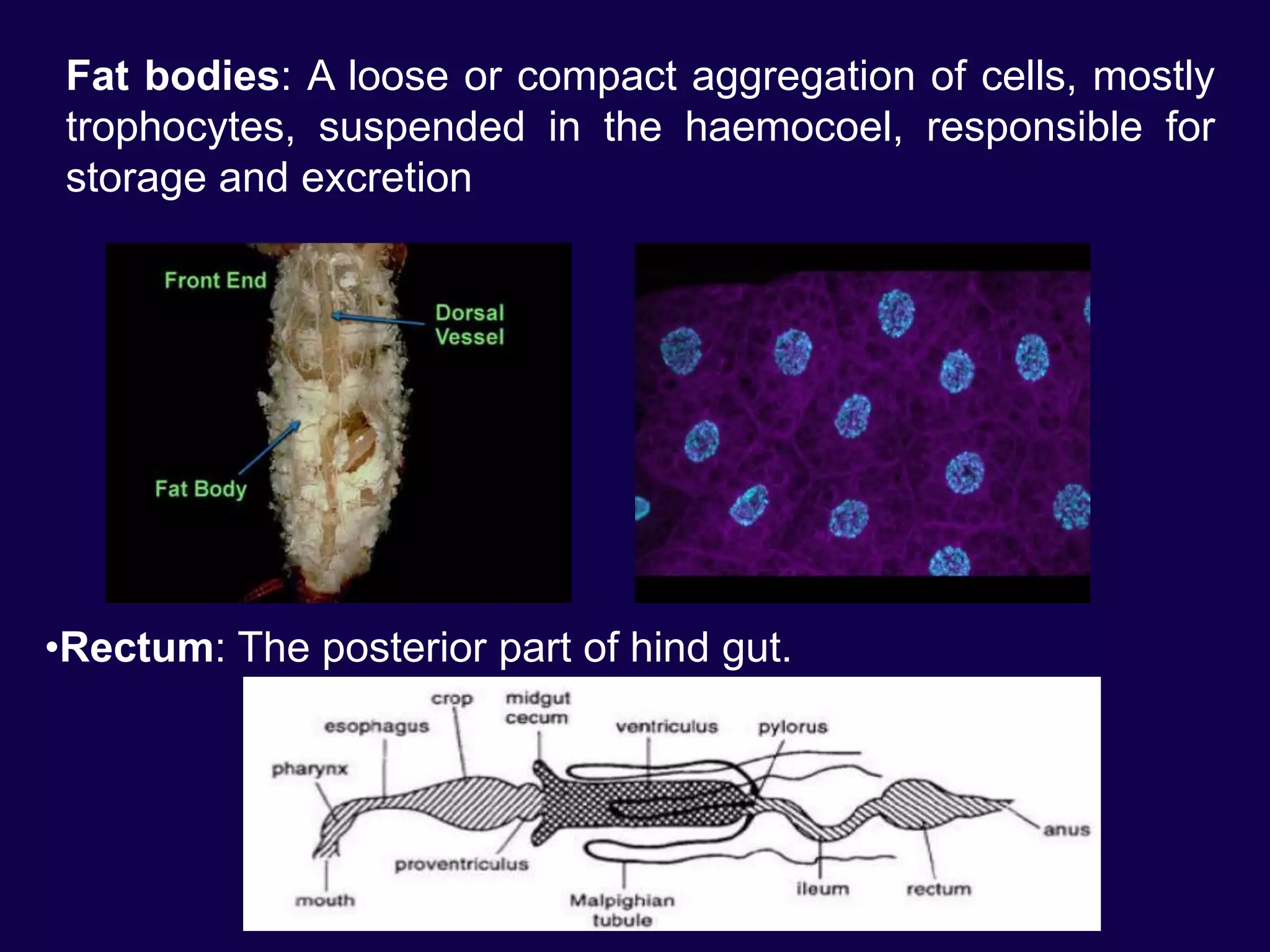 Fat bodies: A loose or compact aggregation of cells, mostly
trophocytes, suspended in the haemocoel, responsible for
storage and excretion
•Rectum: The posterior part of hind gut.
 