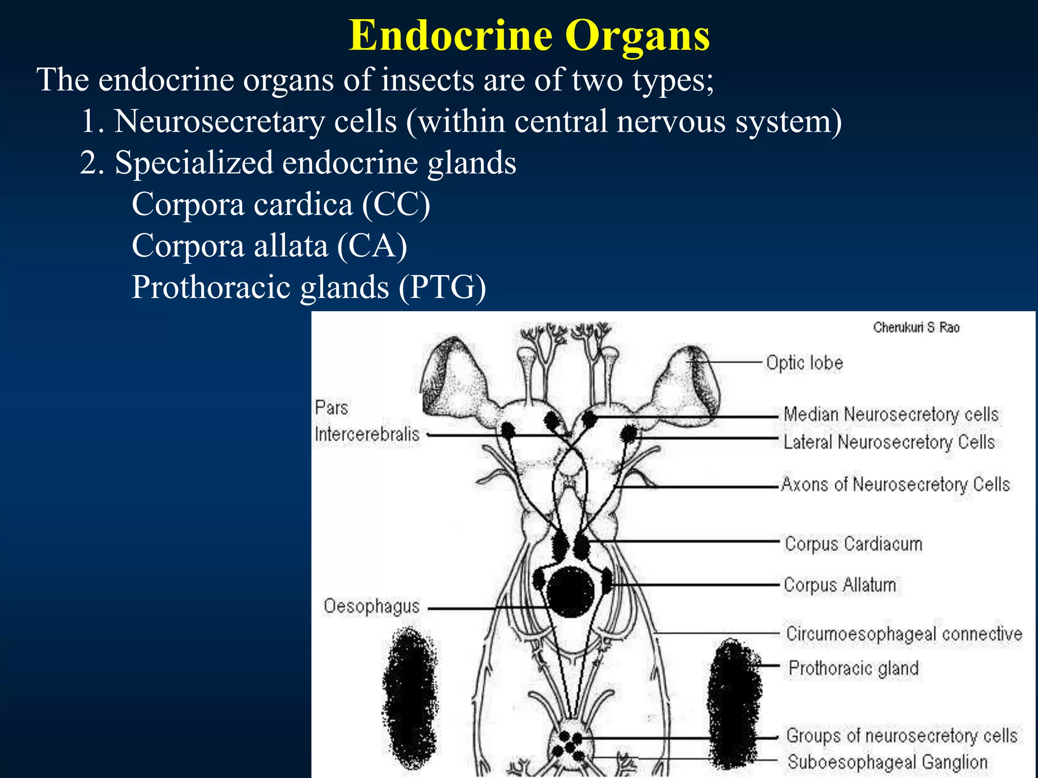 Endocrine Organs
The endocrine organs of insects are of two types;
1. Neurosecretary cells (within central nervous system)
2. Specialized endocrine glands
Corpora cardica (CC)
Corpora allata (CA)
Prothoracic glands (PTG)
 
