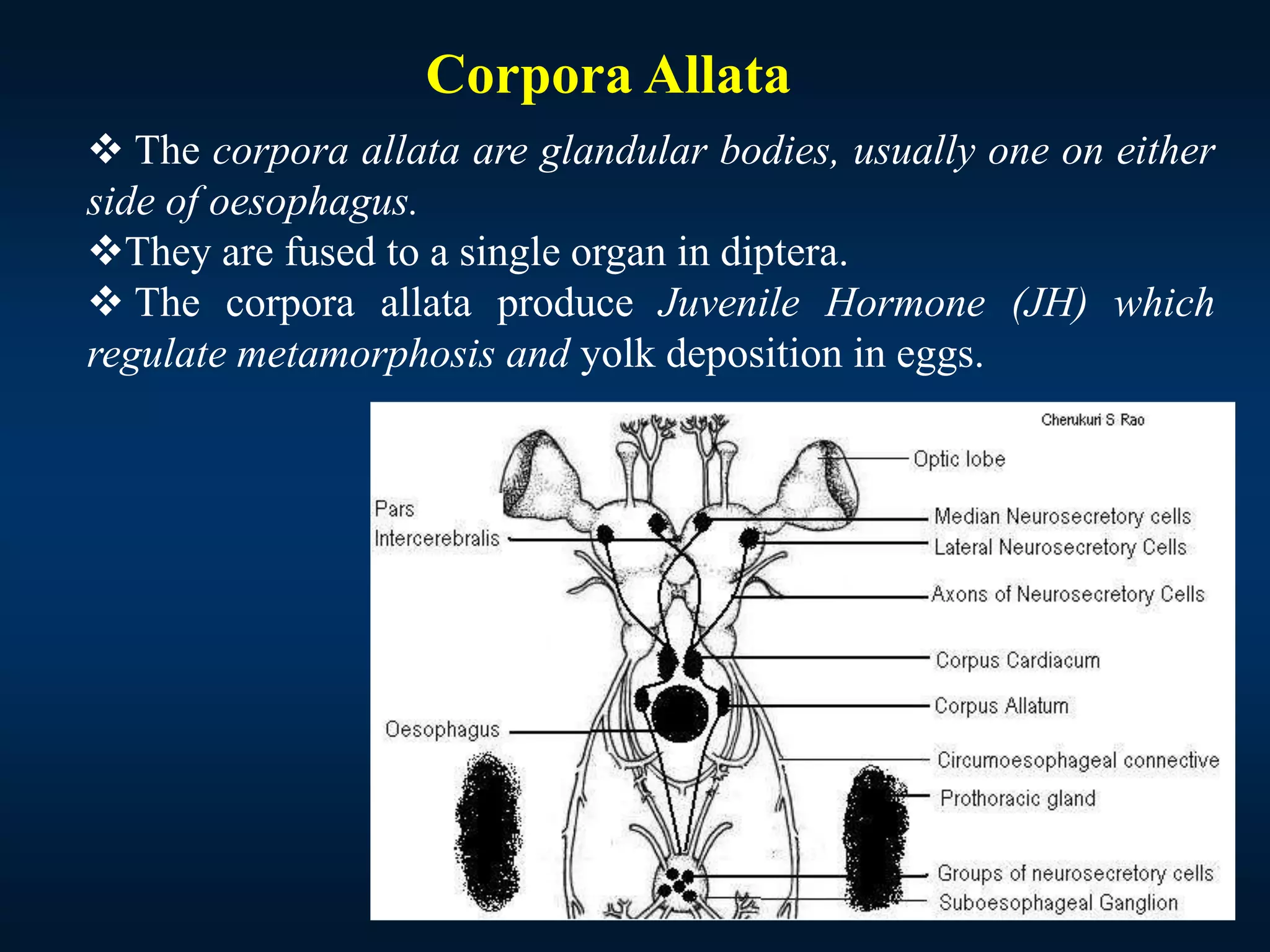  The corpora allata are glandular bodies, usually one on either
side of oesophagus.
They are fused to a single organ in diptera.
 The corpora allata produce Juvenile Hormone (JH) which
regulate metamorphosis and yolk deposition in eggs.
Corpora Allata
 