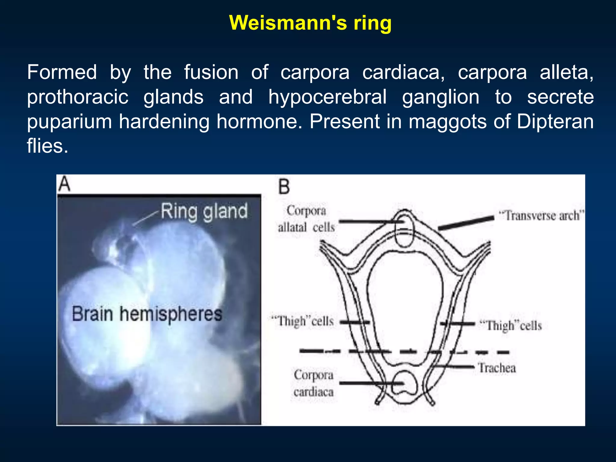 Weismann's ring
Formed by the fusion of carpora cardiaca, carpora alleta,
prothoracic glands and hypocerebral ganglion to secrete
puparium hardening hormone. Present in maggots of Dipteran
flies.
 